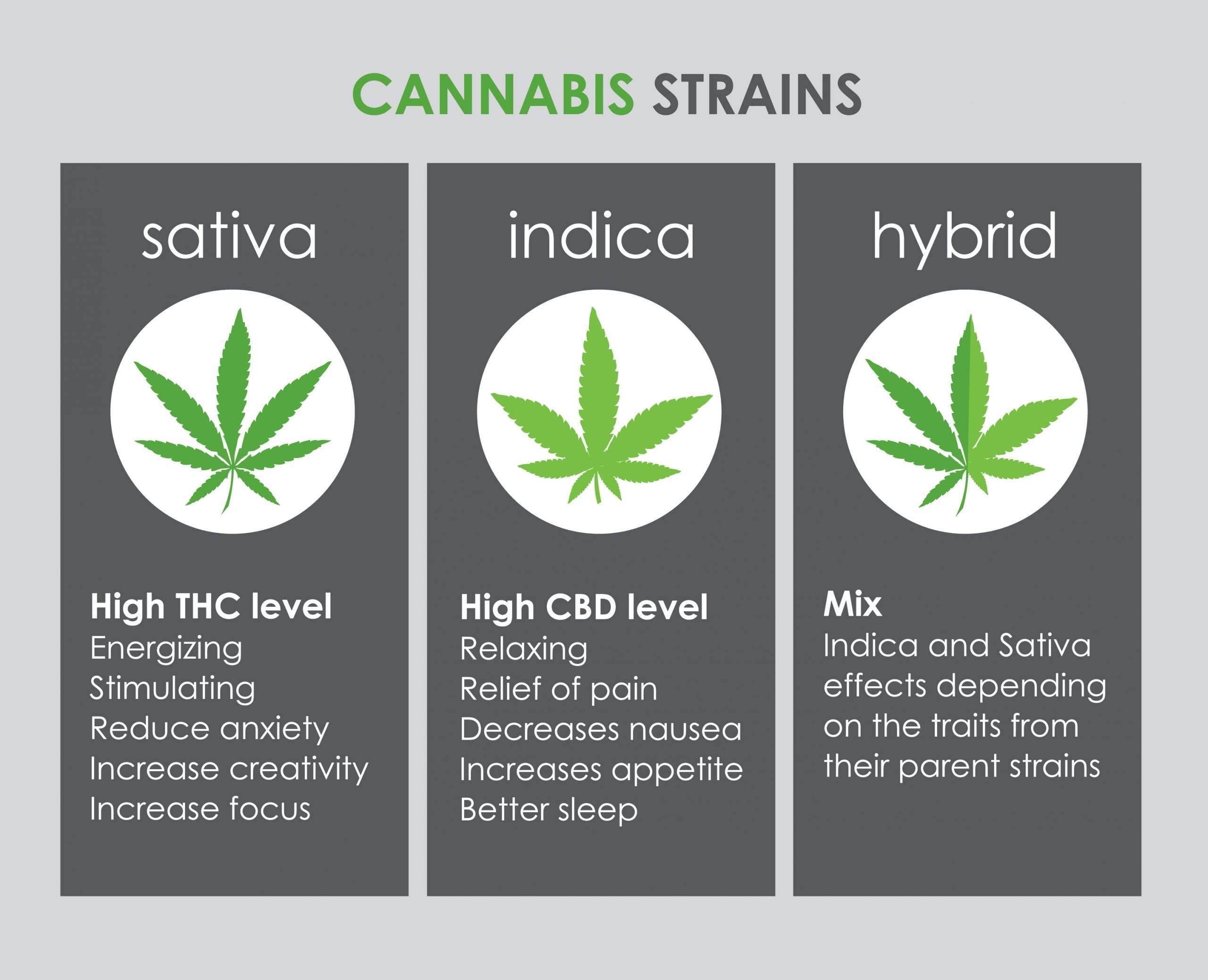 Sativa vs Indica vs Hybrid | Green Sativa