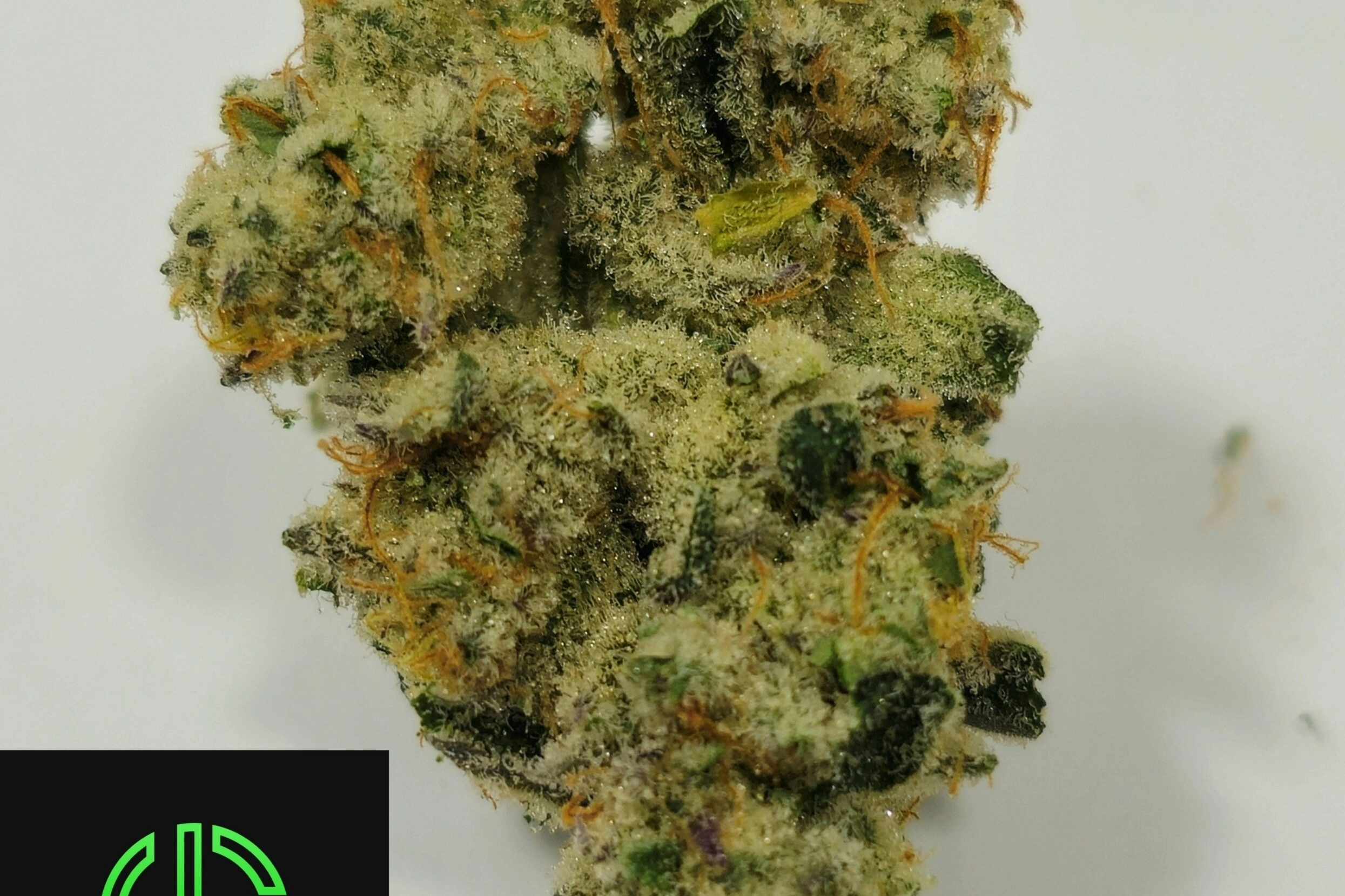 Holyoke Cannabis Dispensary Exclusive