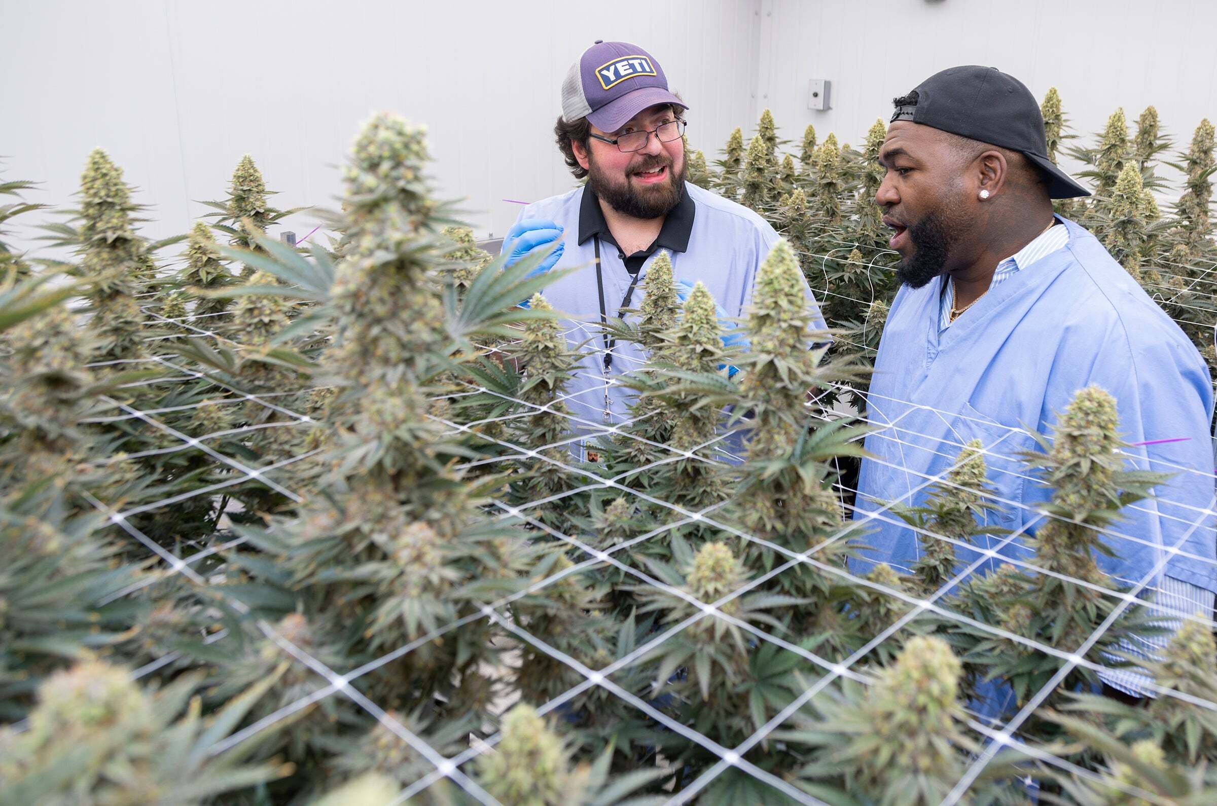 I embraced the flow of the flower': David Ortiz launches Papi Cannabis