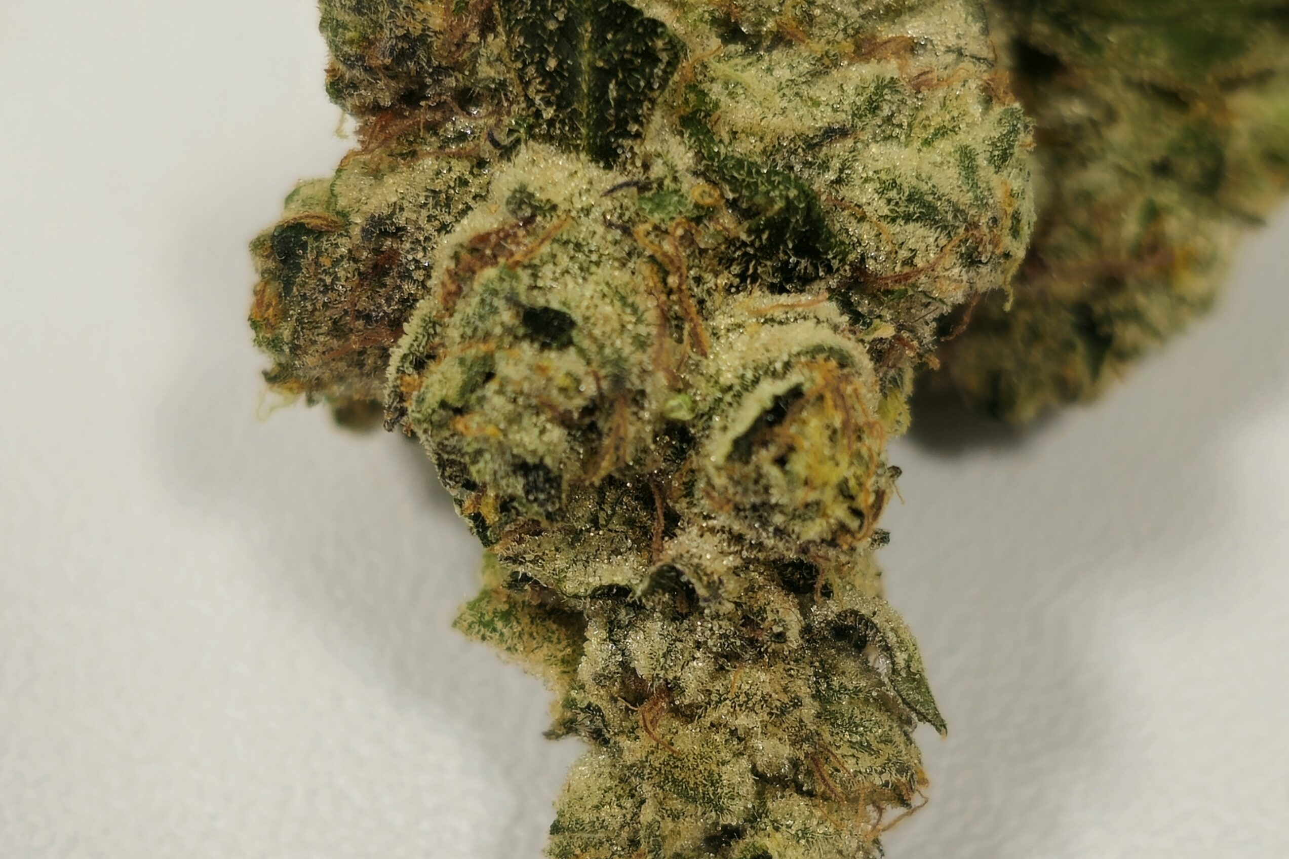 Modified Bananas | Holyoke Cannabis Dispensary