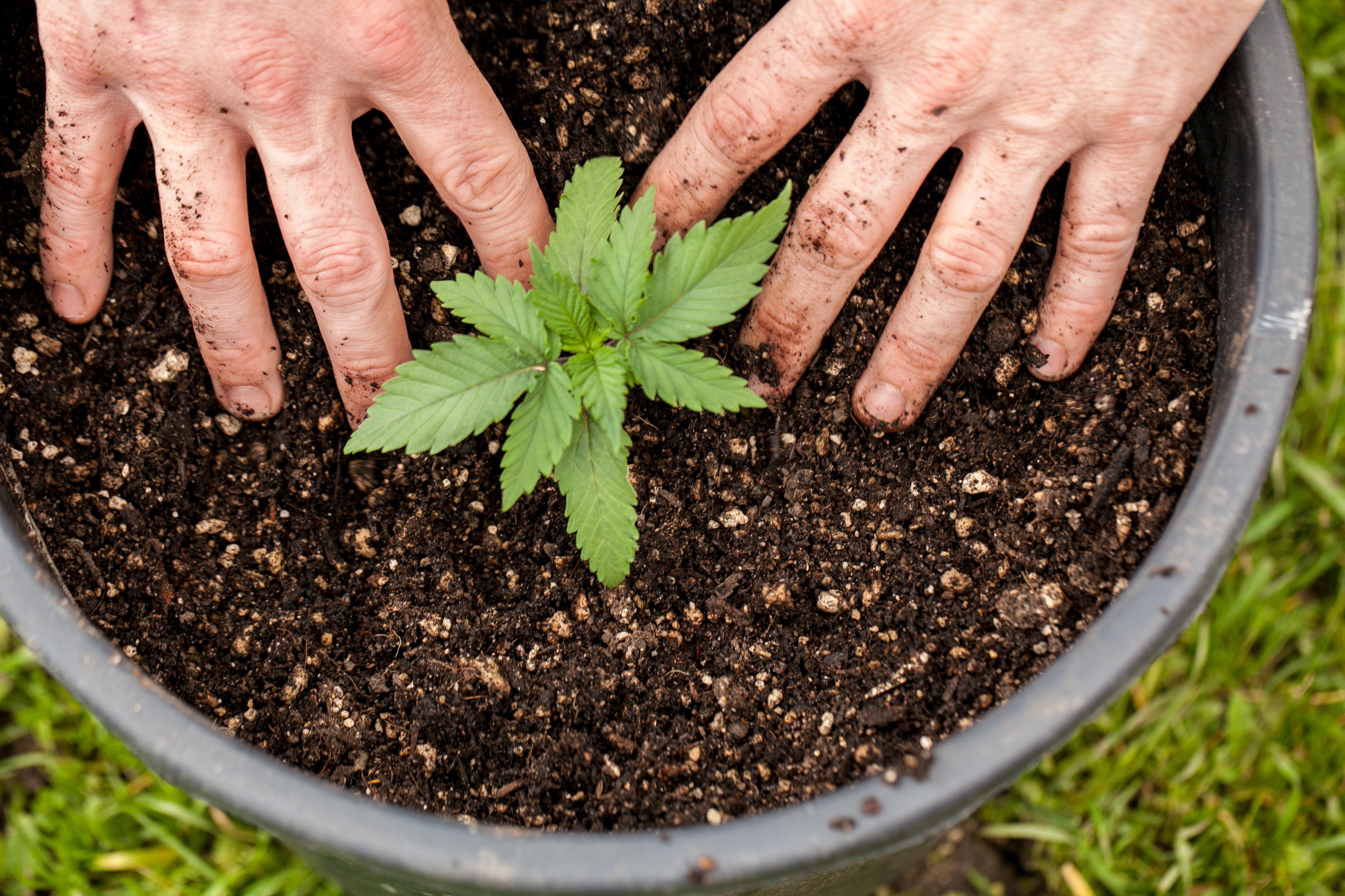 How easy is it to grow cannabis at home? - Macleans.ca