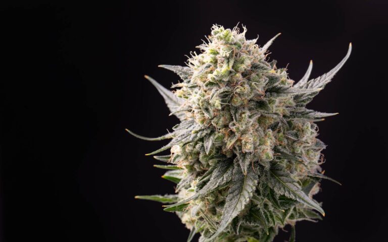 Connoisseur Cannabis Strains (Best Cannabis Cultivars)