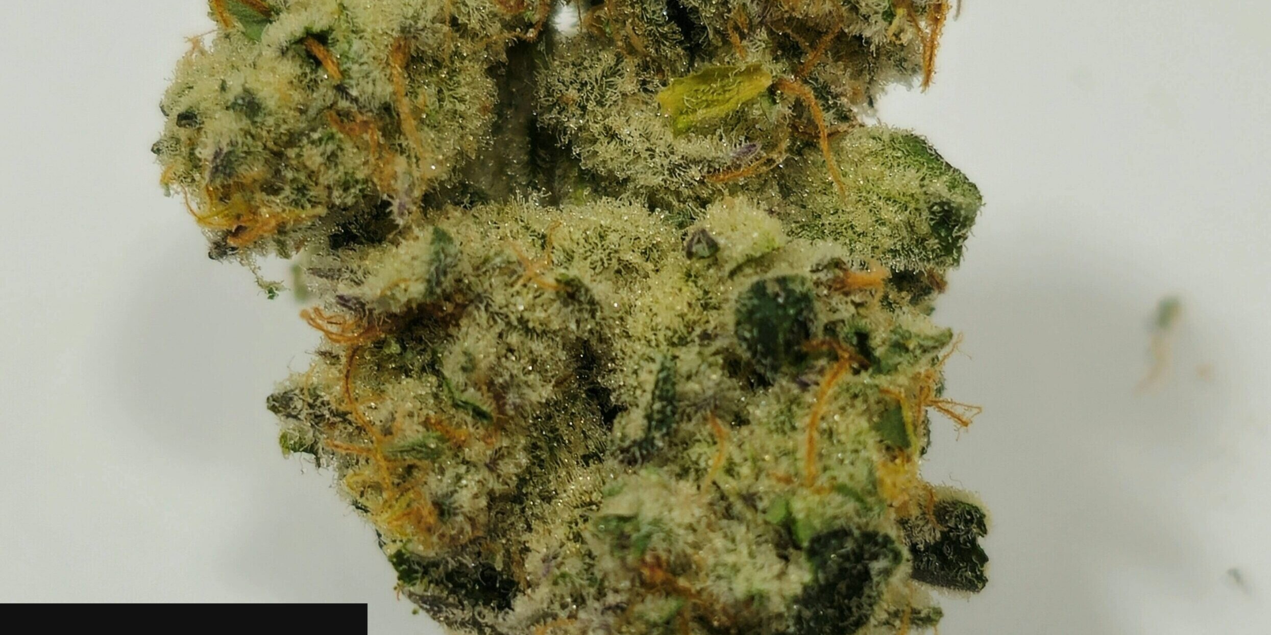 Holyoke Cannabis Dispensary Exclusive