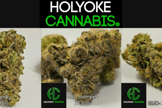 Holyoke Cannabis Exclusive