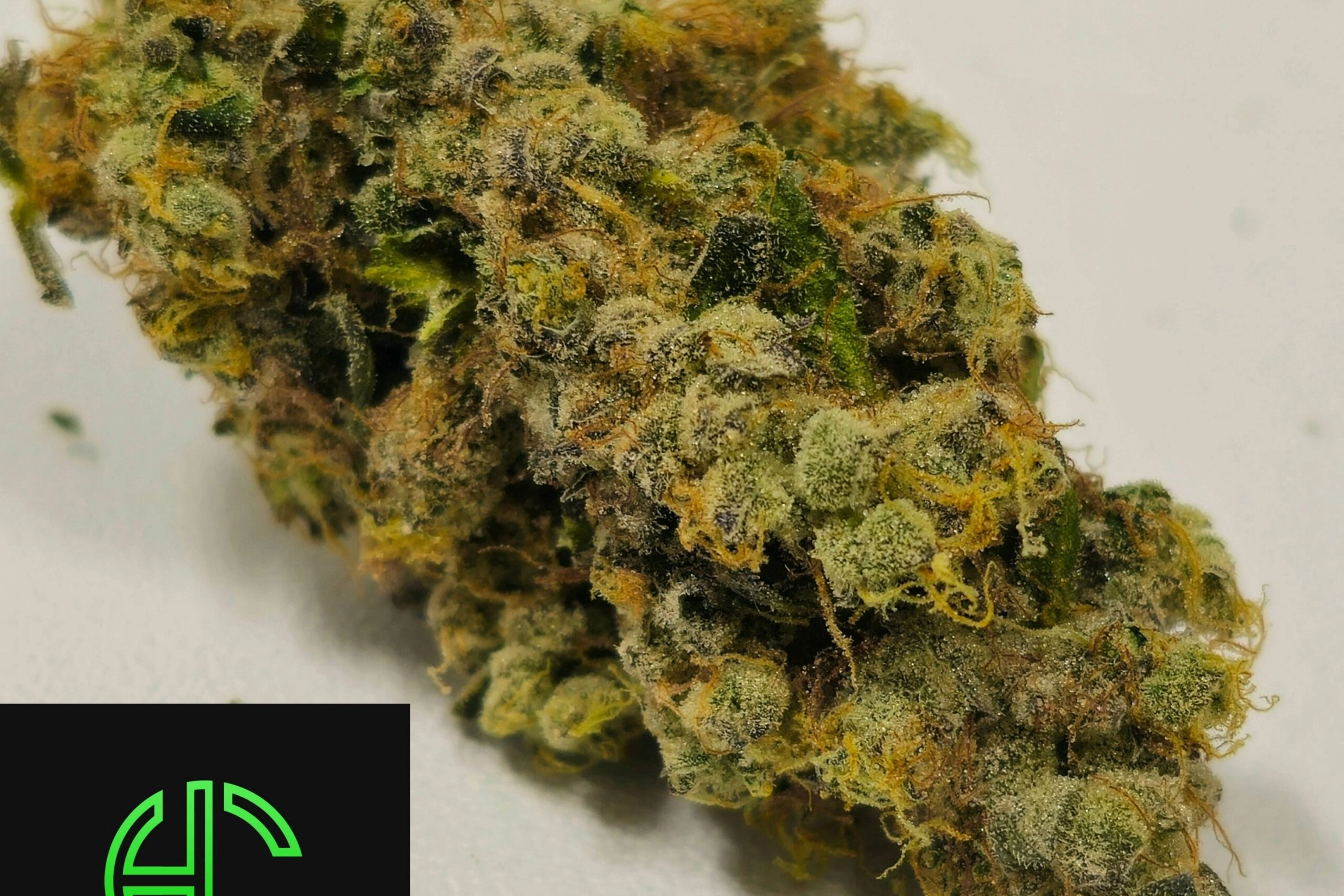 Holyoke Cannabis Exclusive | GMO