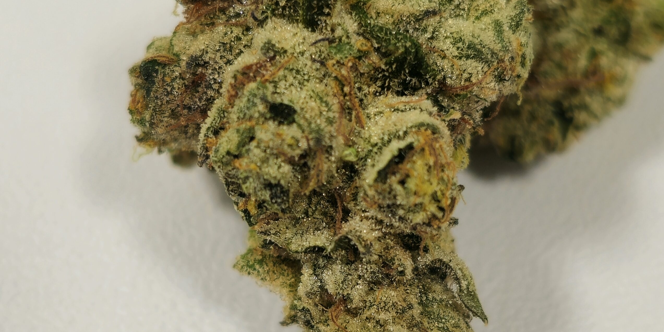 Modified Bananas | Holyoke Cannabis Dispensary