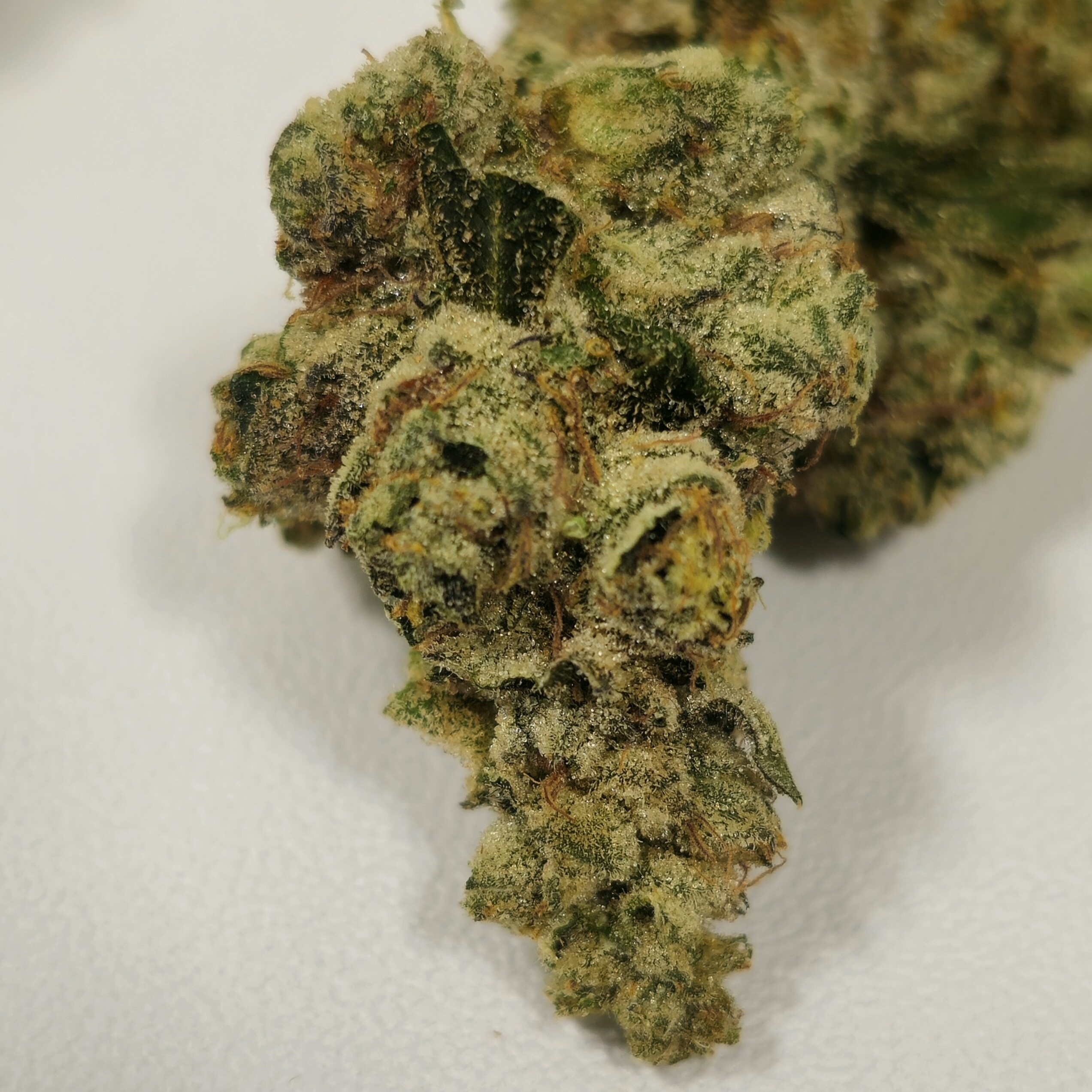Modified Bananas | Holyoke Cannabis Dispensary