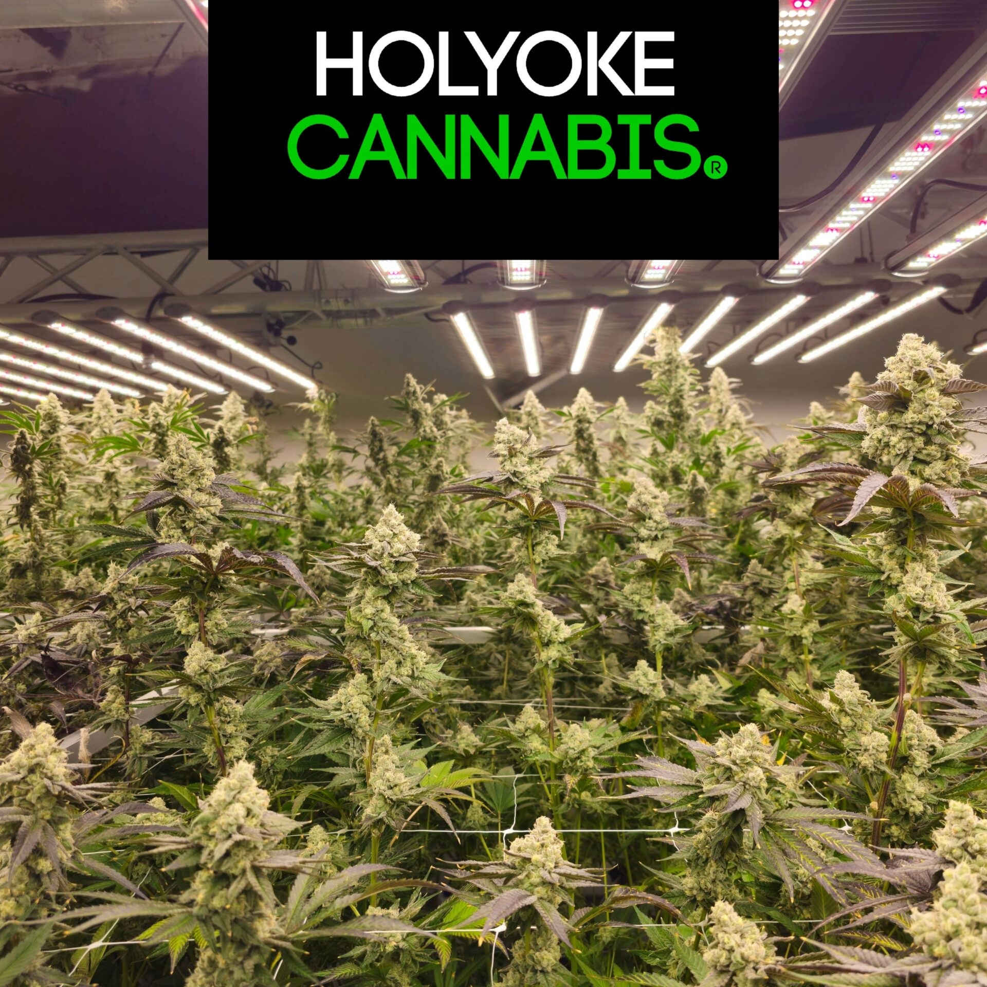 Holyoke Dispensario de Cannabis