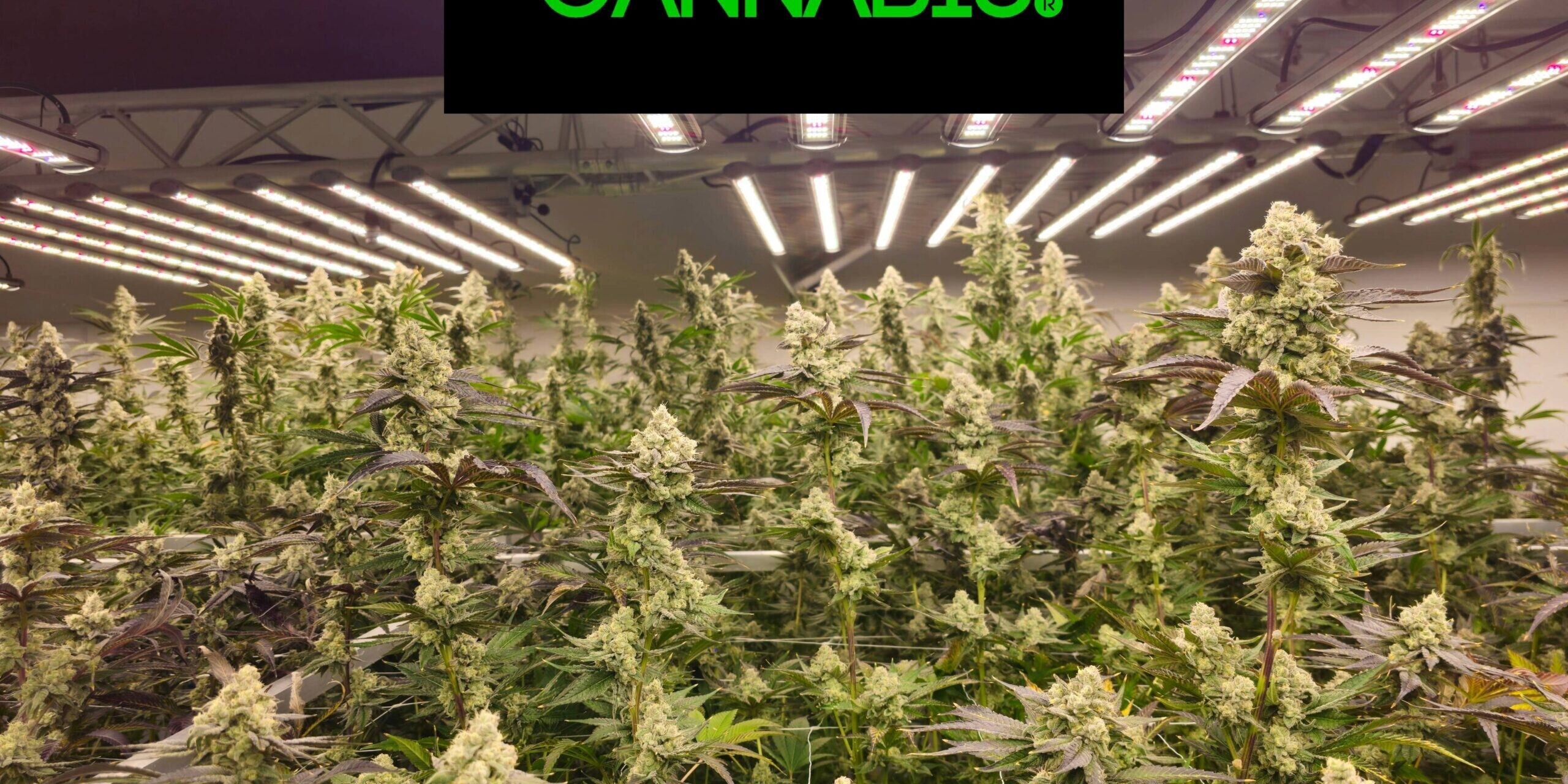 Holyoke Cannabis Dispensary