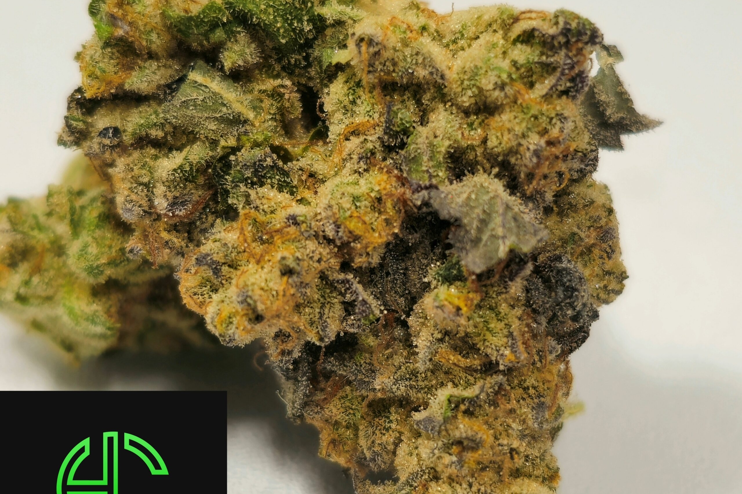 Holyoke Cannabis Dispensary Exclusive