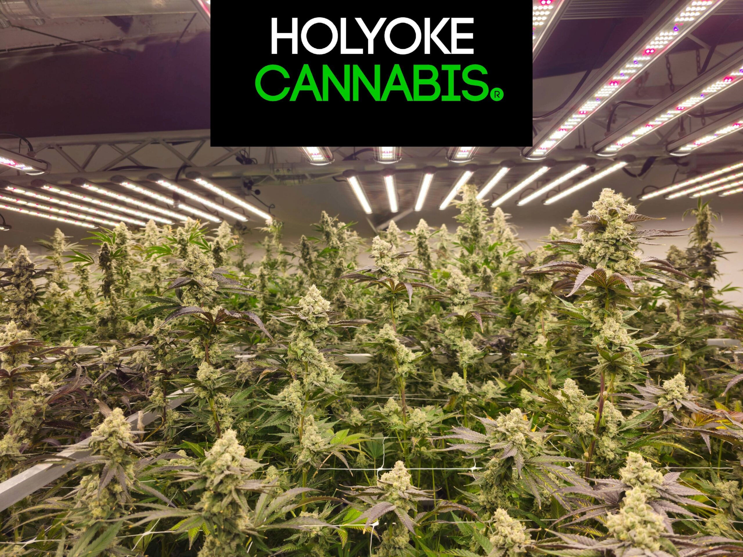 Holyoke Dispensario de Cannabis