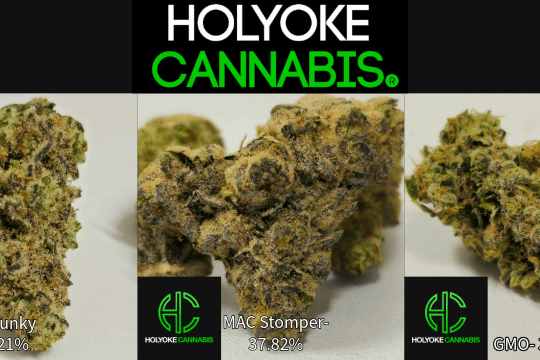 Holyoke Cannabis Exclusive