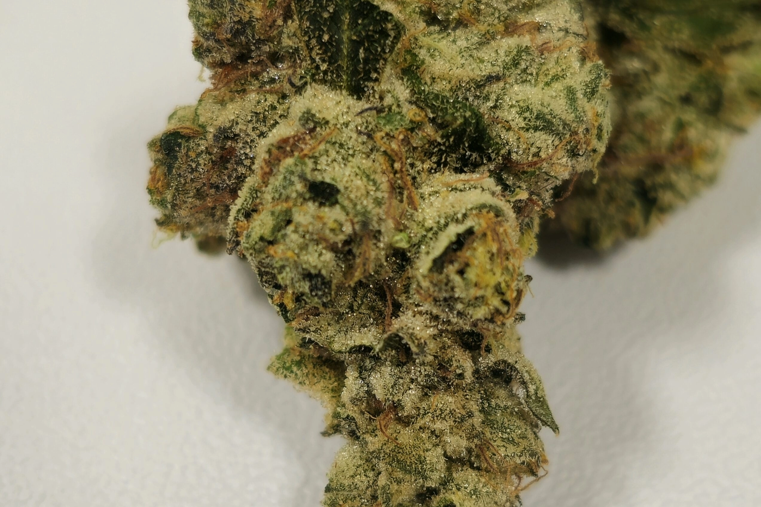 Modified Bananas | Holyoke Cannabis Dispensary