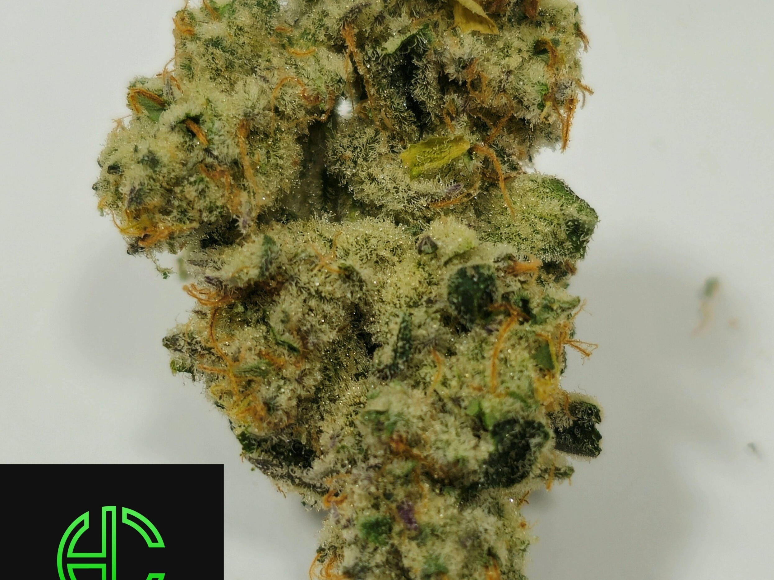 Holyoke Cannabis Dispensary Exclusive