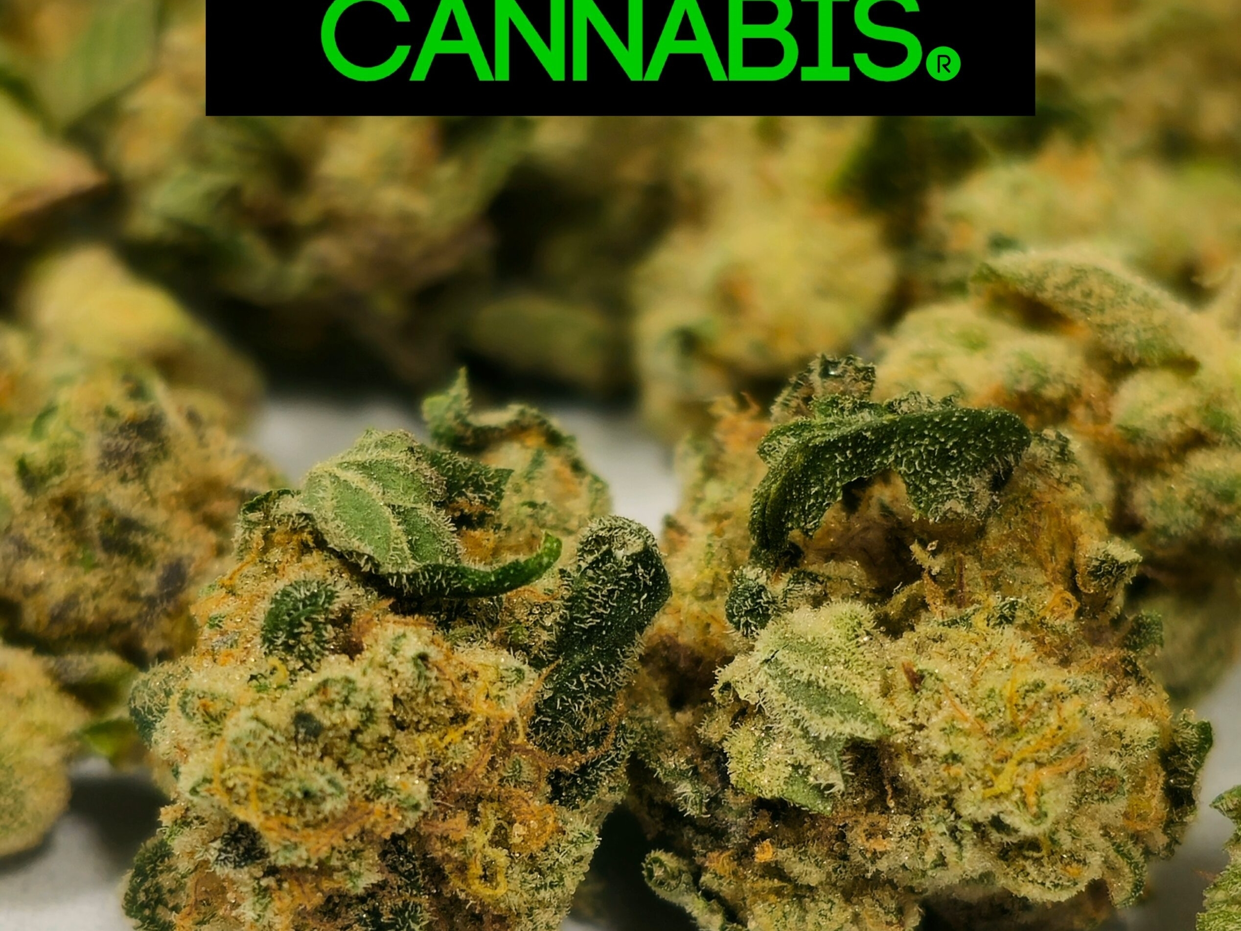 Holyoke Cannabis Farmers Cut