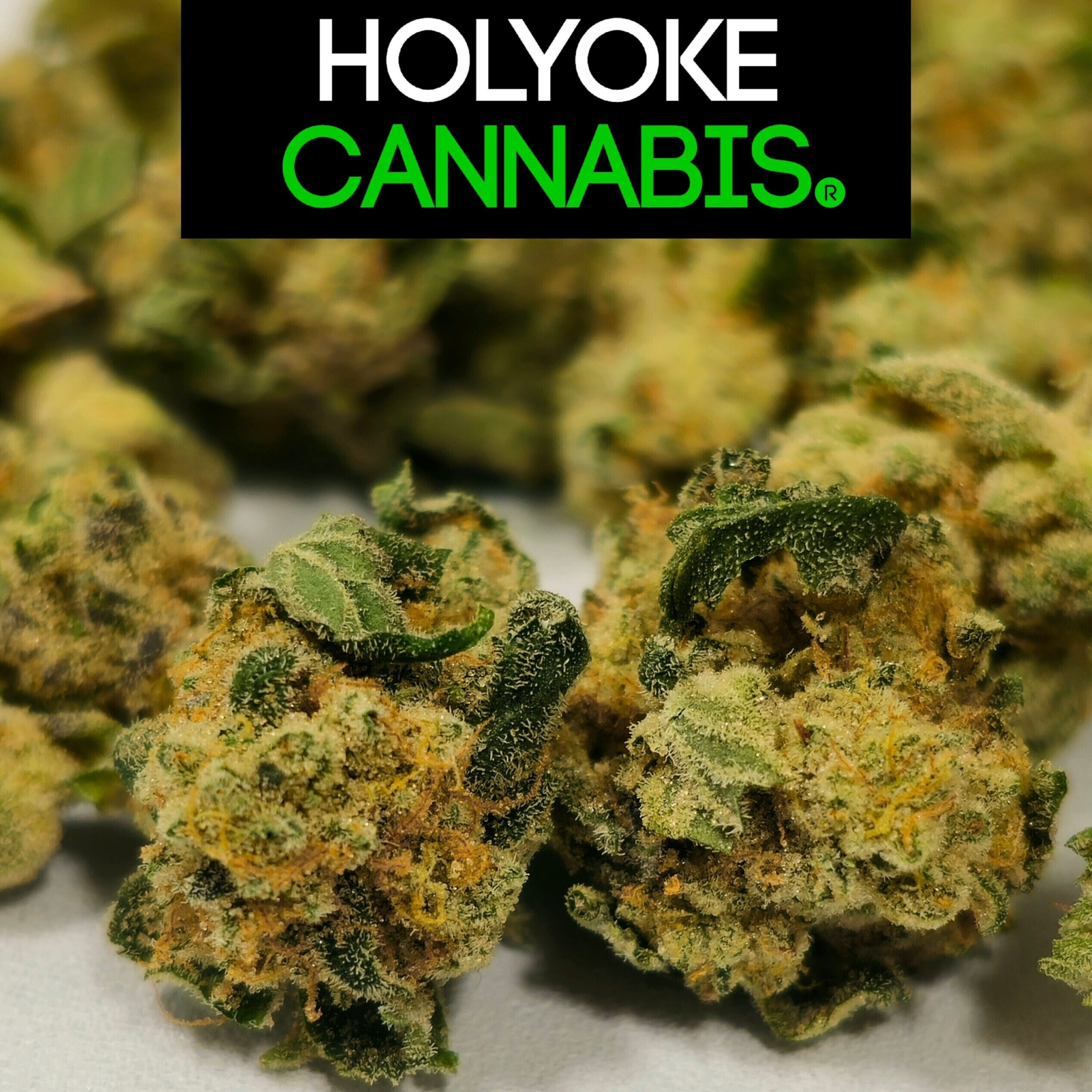 Holyoke Cannabis Farmers Cut