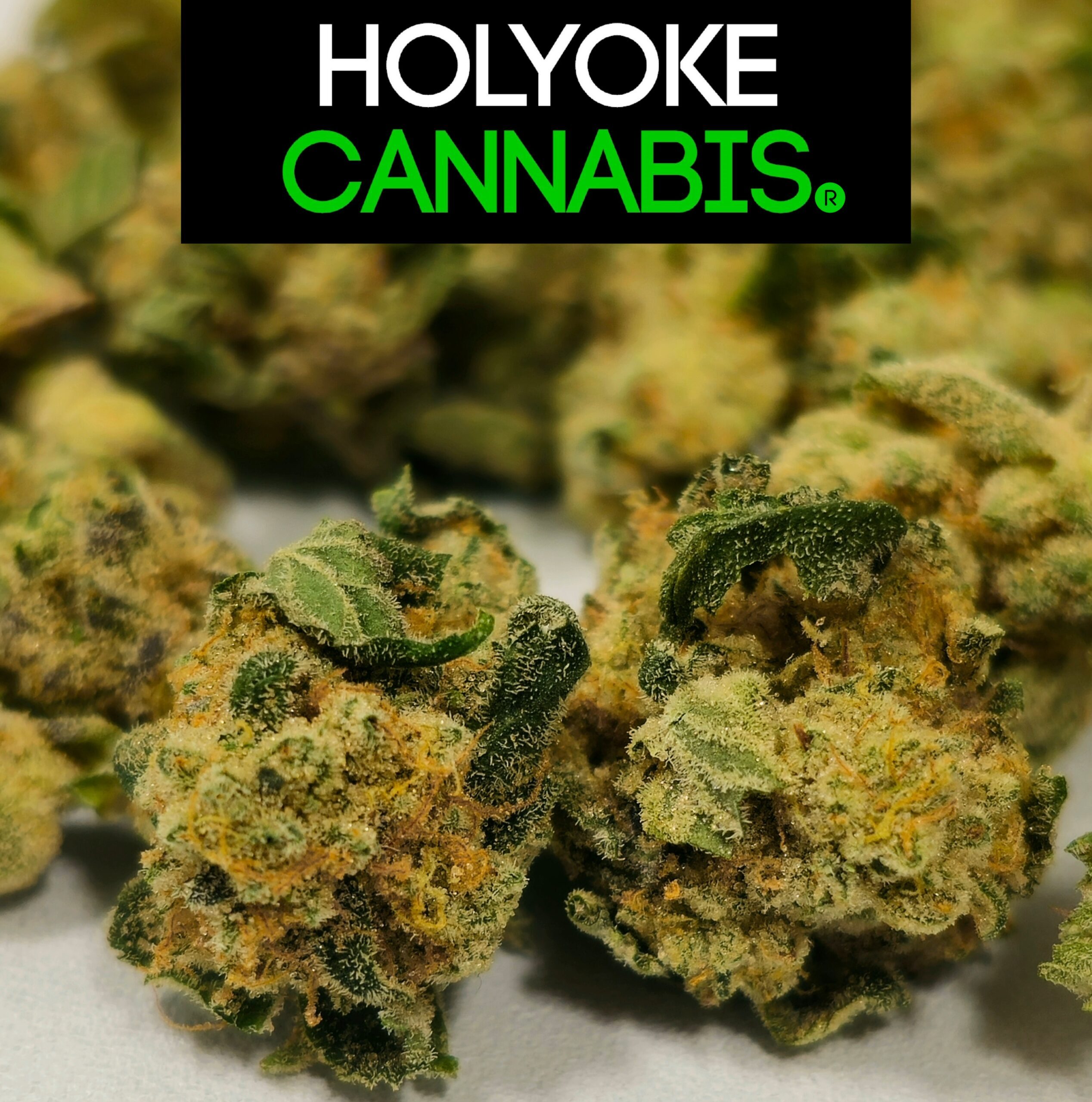 Holyoke Cannabis Farmers Cut