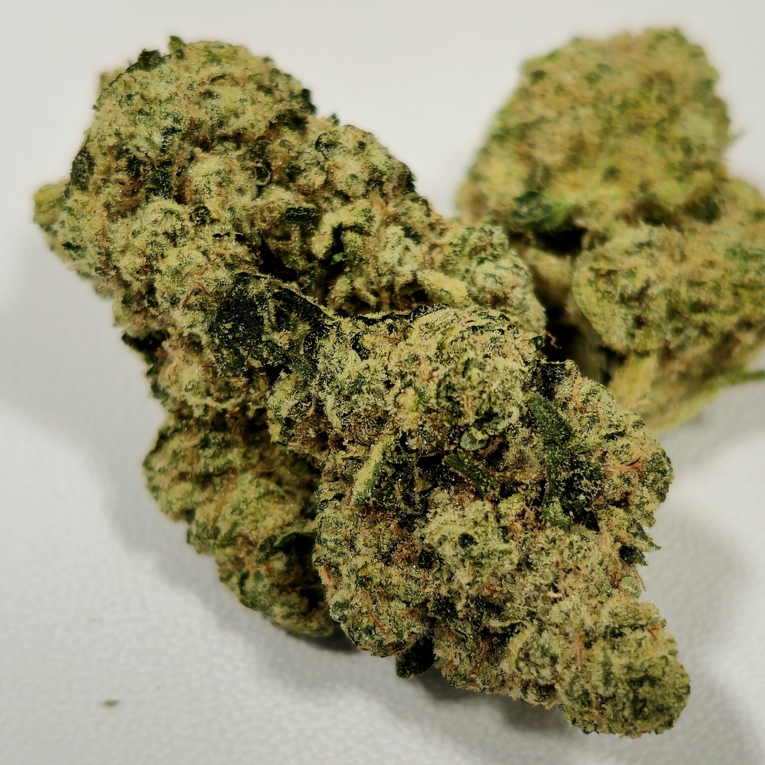 Fatso | In House | Holyoke Cannabis