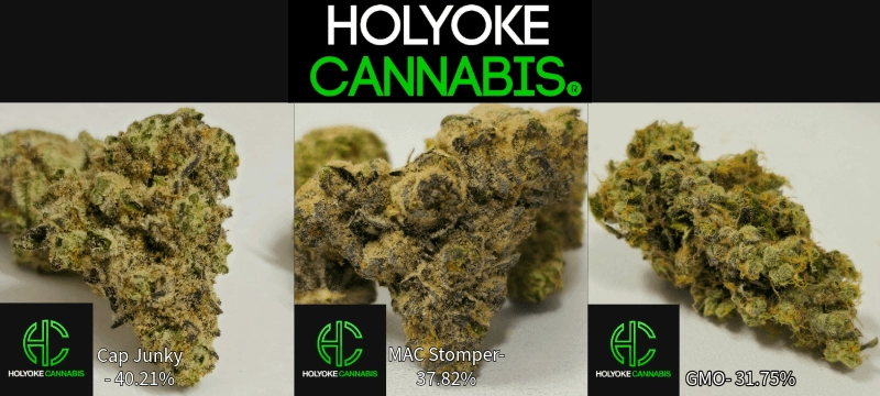 Holyoke Cannabis Exclusive