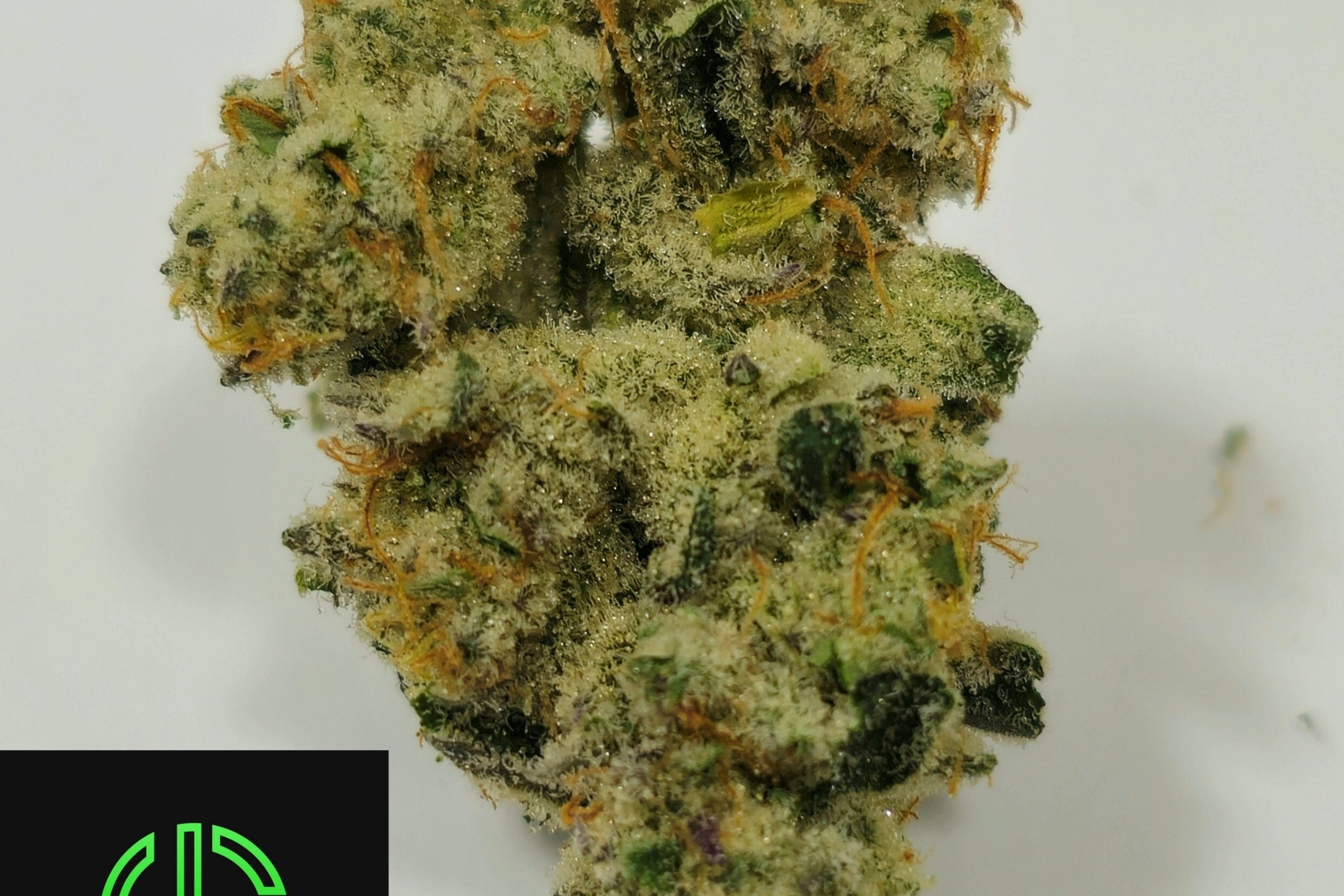 Holyoke Cannabis Dispensary Exclusive