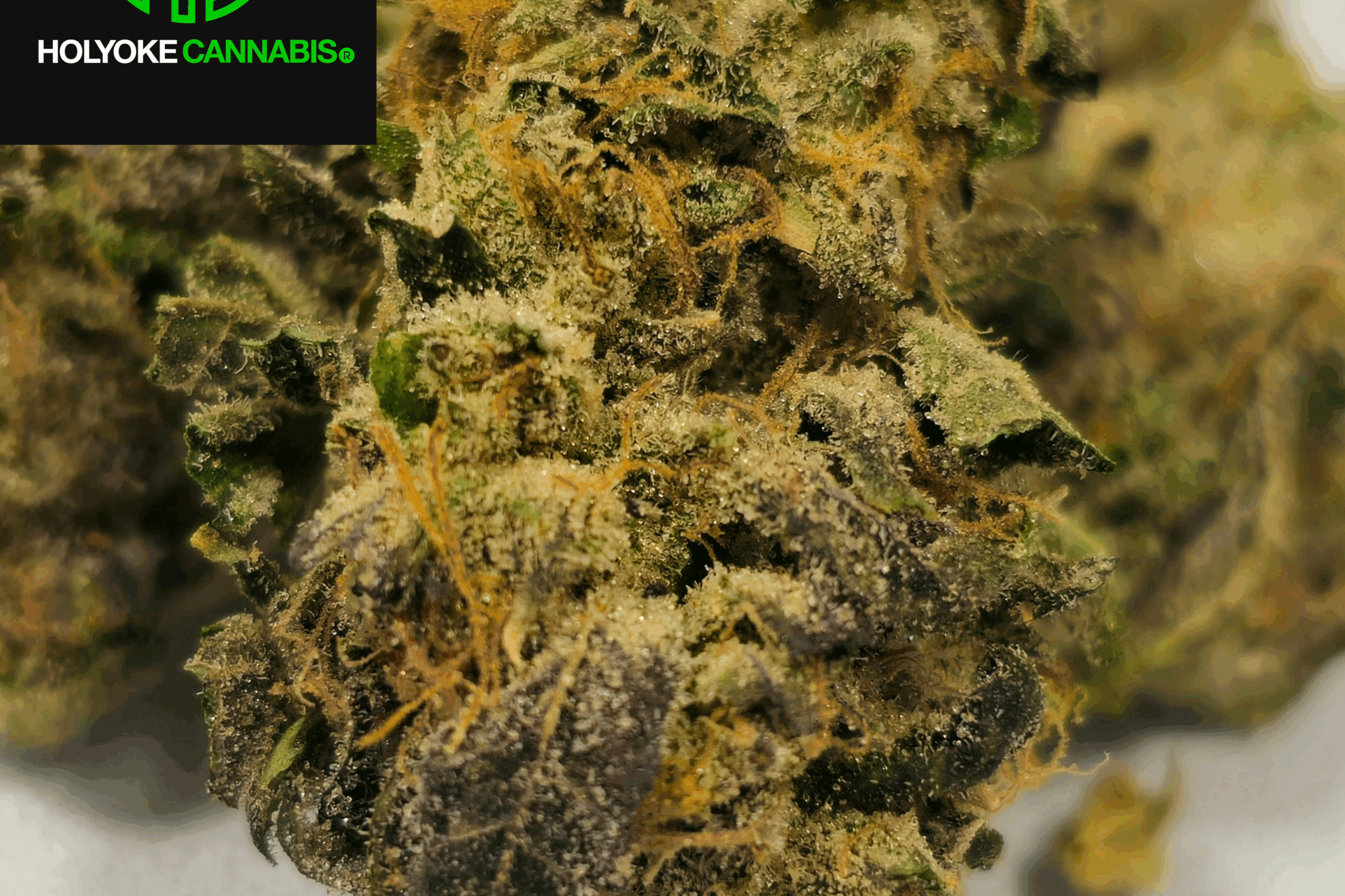 Runts Flower | Holyoke Cannabis Dispensary