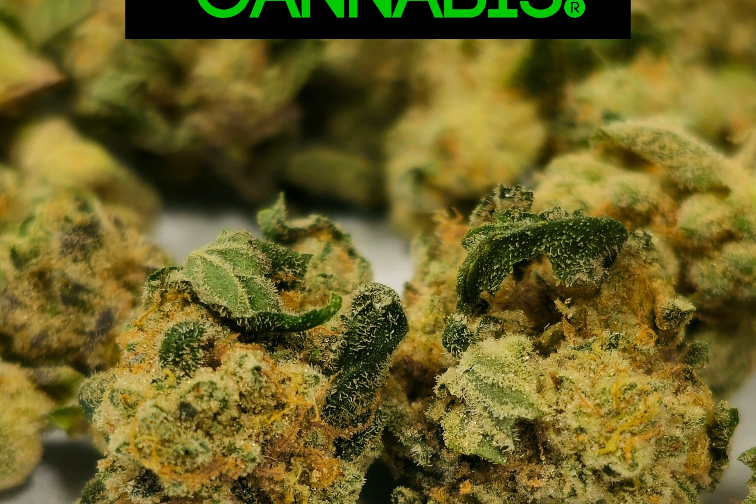 Holyoke Cannabis Farmers Cut