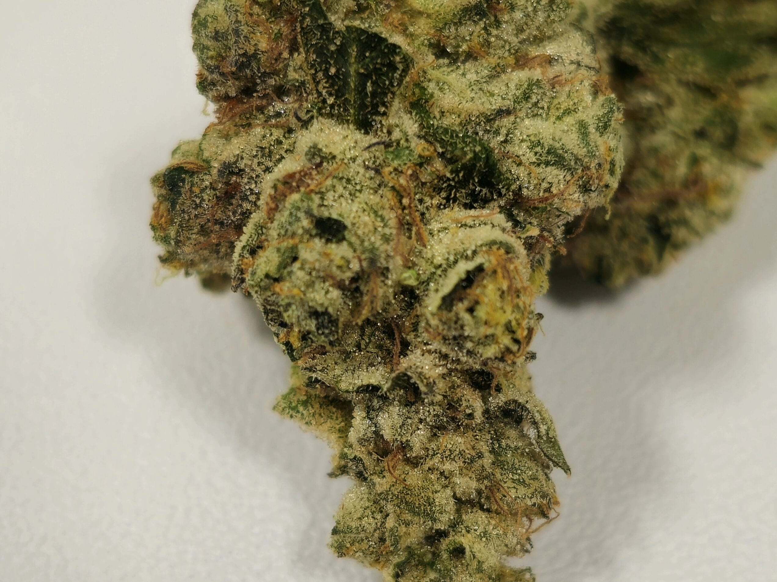 Modified Bananas | Holyoke Cannabis Dispensary