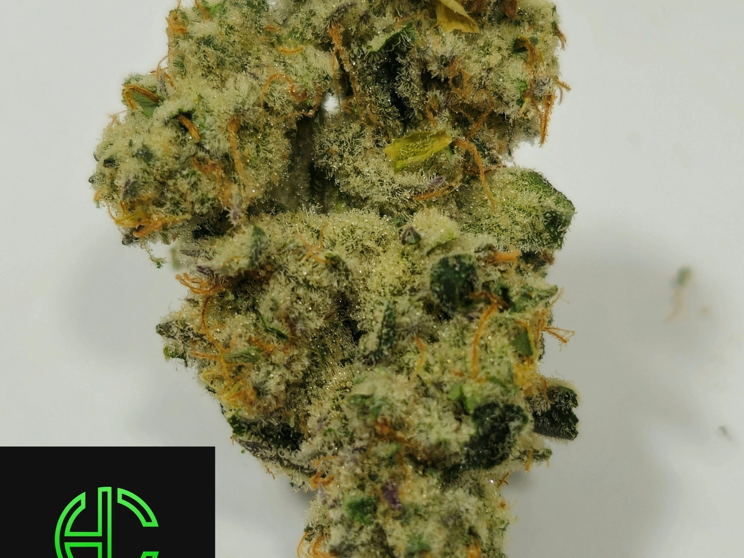 Holyoke Cannabis Dispensary Exclusive