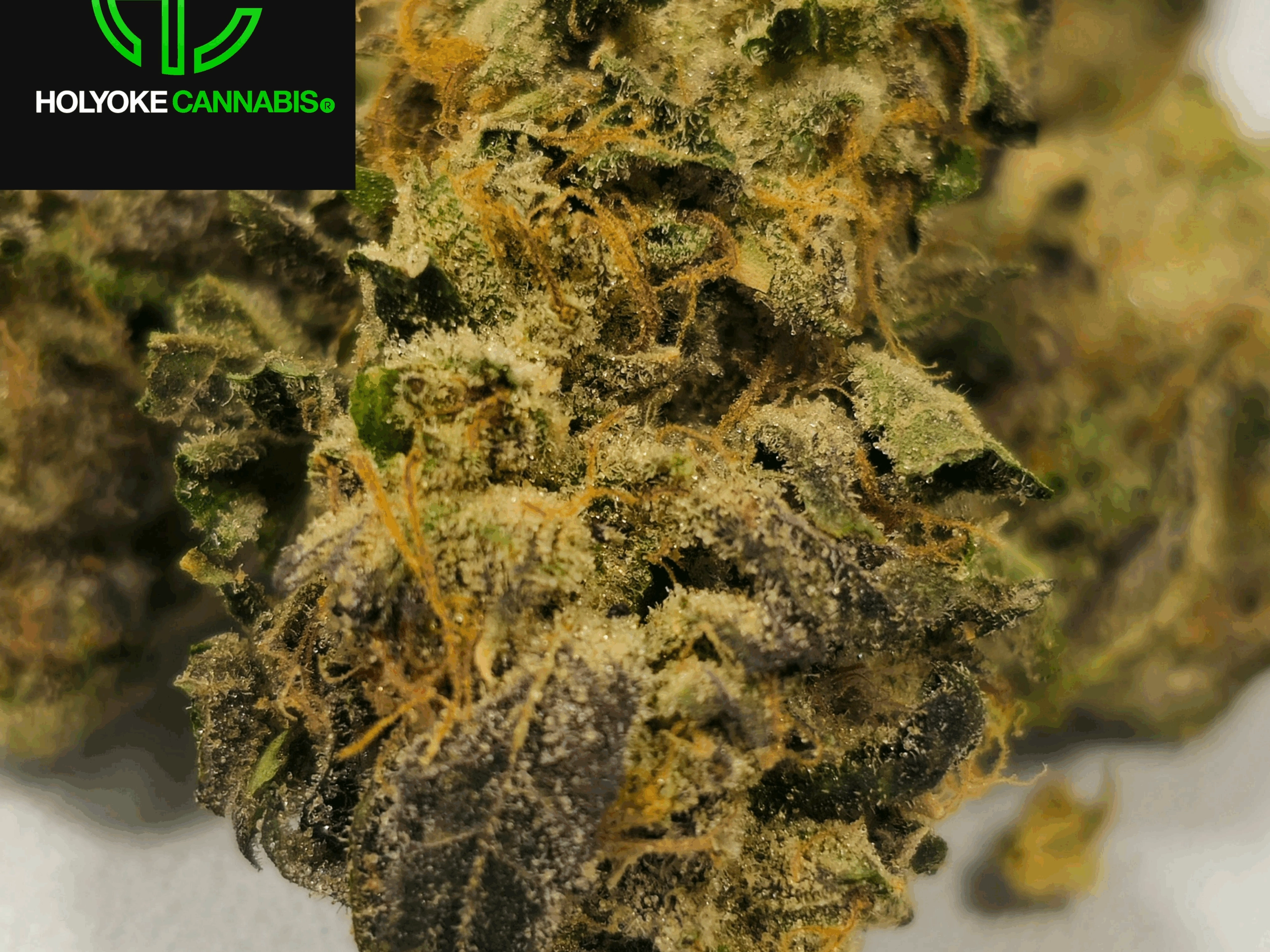 Runts Flower | Holyoke Cannabis Dispensary