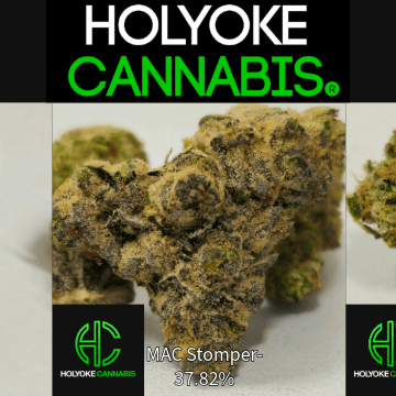 Holyoke Cannabis Exclusive