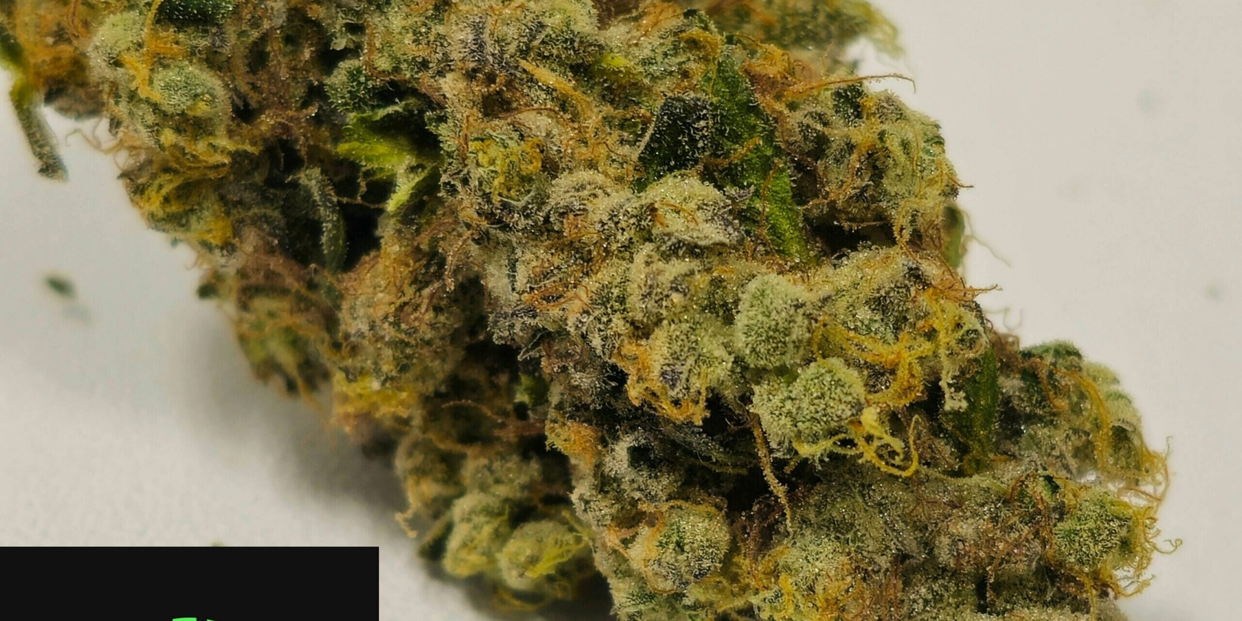 Holyoke Cannabis Exclusive | GMO