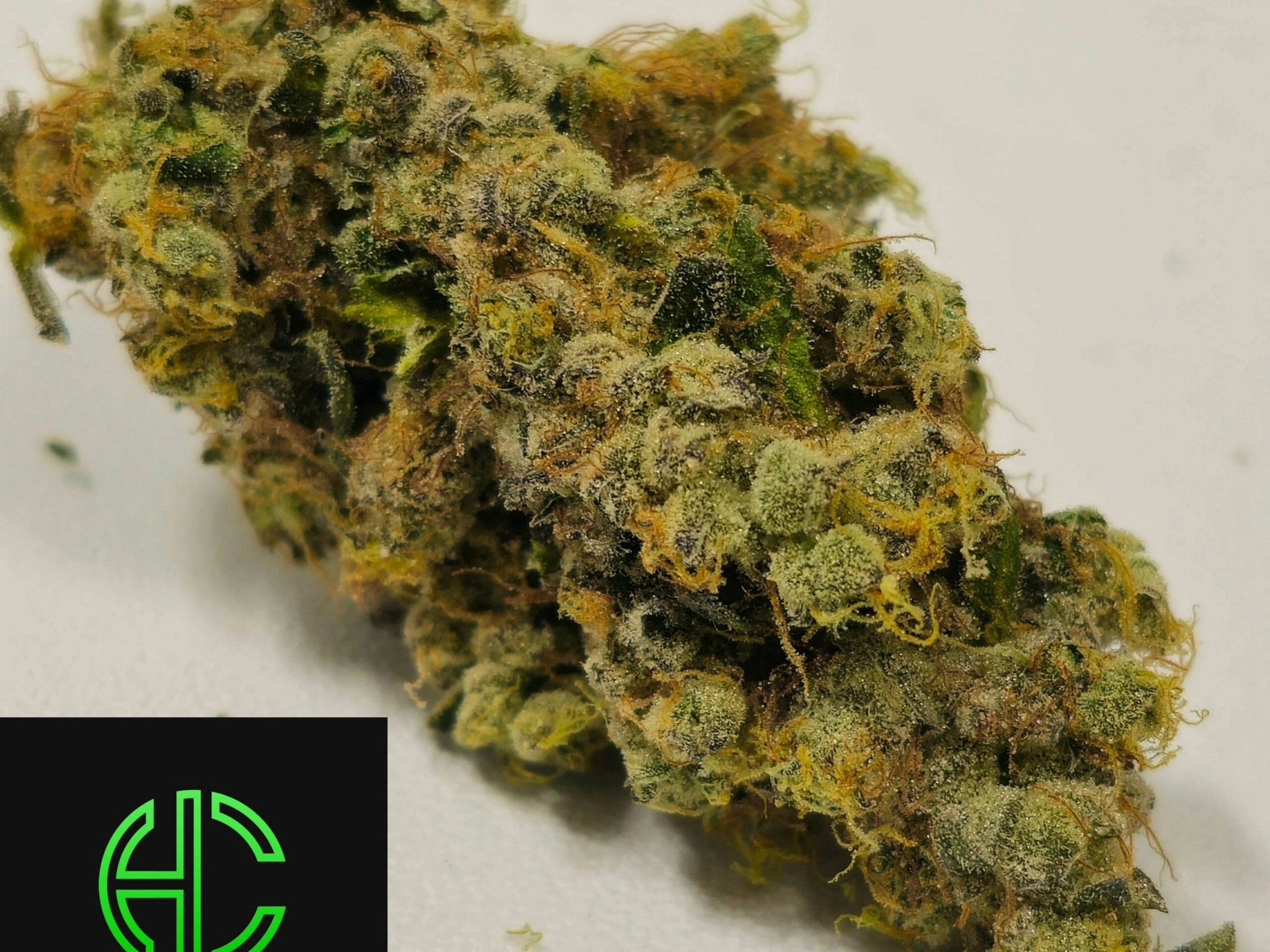 Holyoke Cannabis Exclusive | GMO