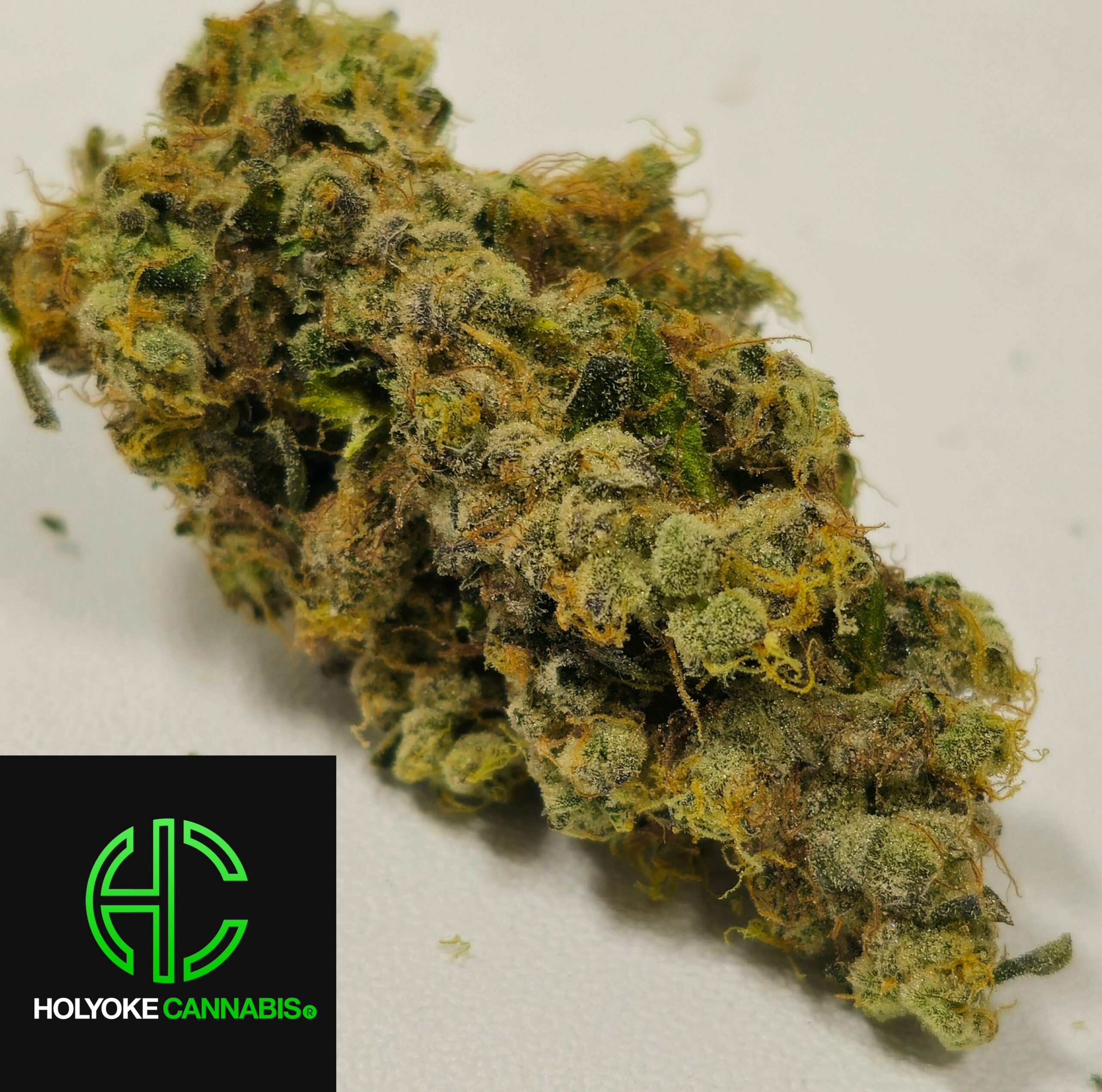 Holyoke Cannabis Exclusive | GMO
