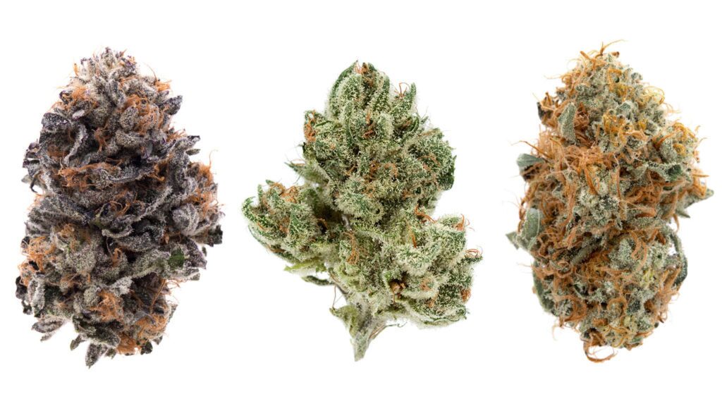 What Is A Cannabis Strain? | Strain Definition by Weedmaps
