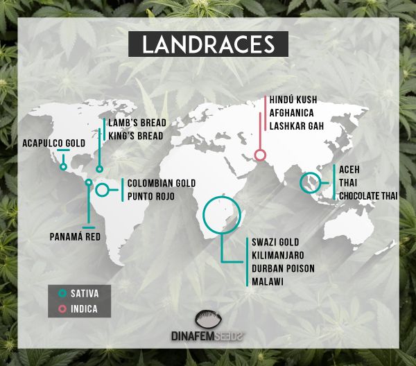 What Are Landrace Strains? - HOLYOKE CANNABIS Dispensary