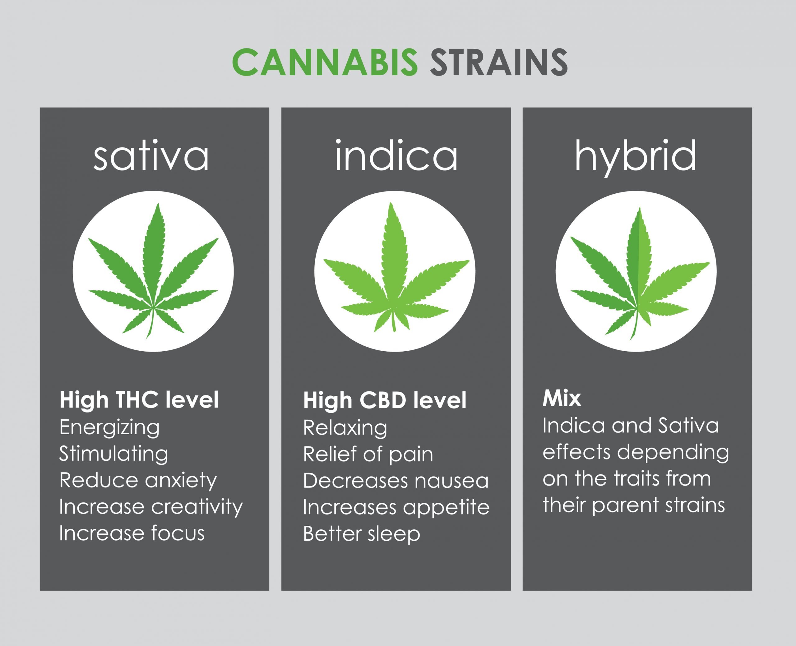 Different Types Of Cannabis Strains With Holyoke Cannabis   Differences Between Sativa Indica Hybrid Scaled 1 