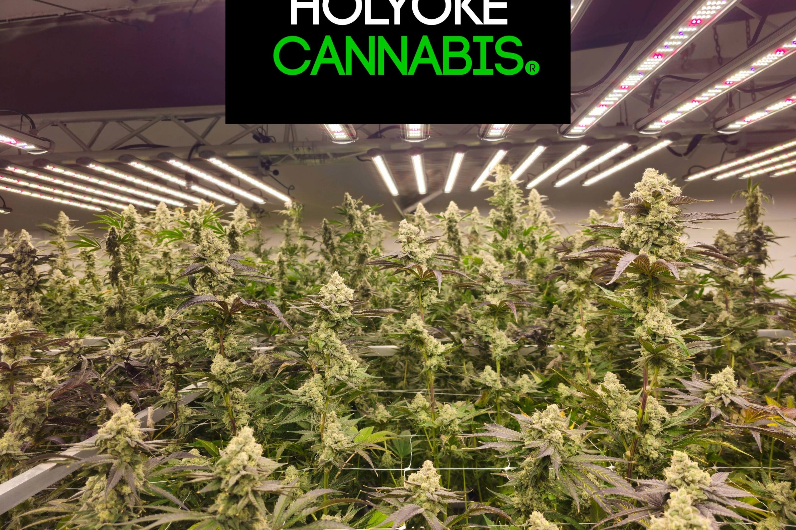 Holyoke Dispensario de Cannabis