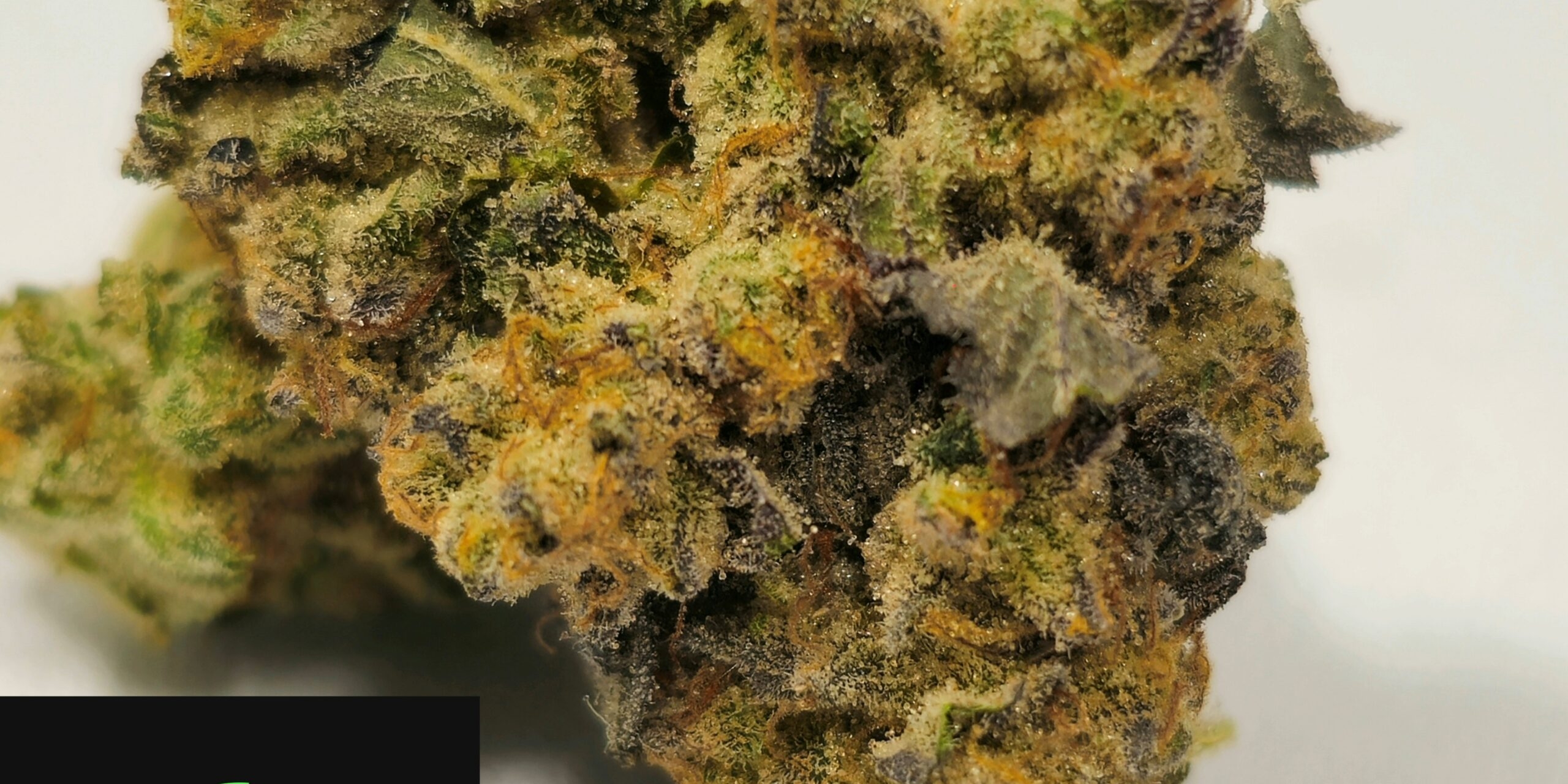 Holyoke Cannabis Dispensary Exclusive