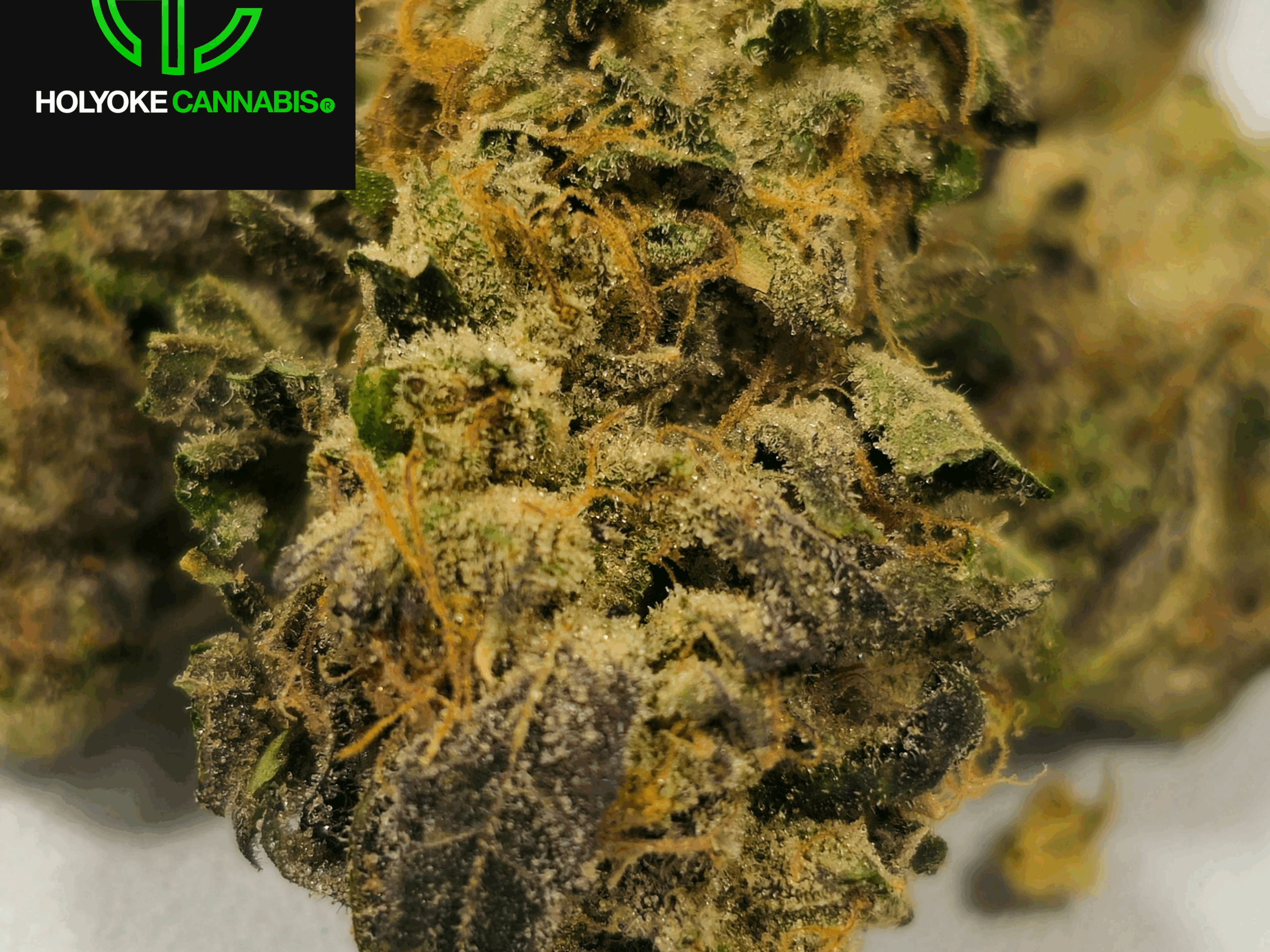 Runts Flower | Holyoke Cannabis Dispensary