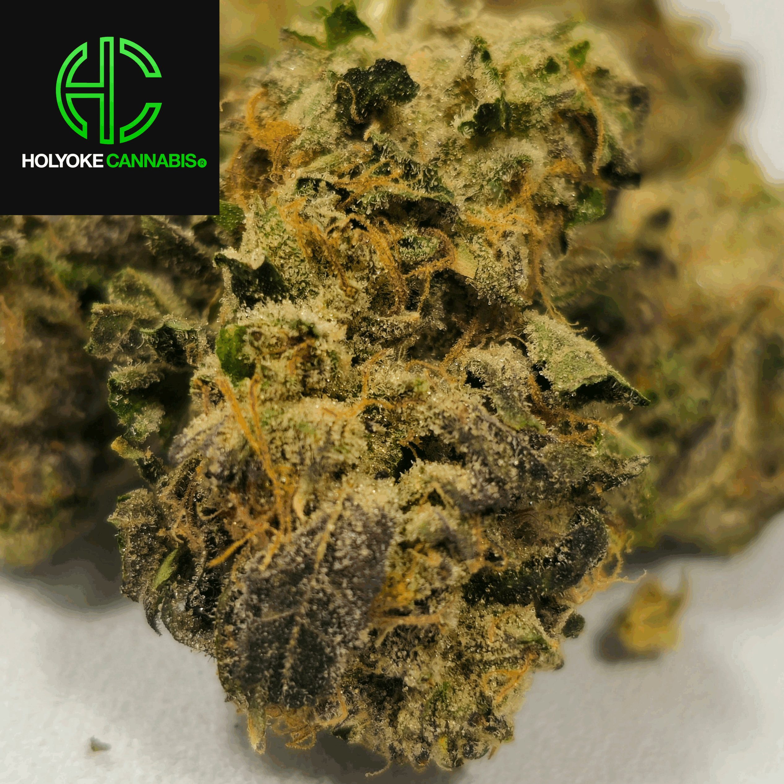 Runts Flower | Holyoke Cannabis Dispensary