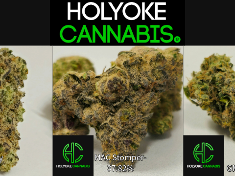 Holyoke Cannabis Exclusive