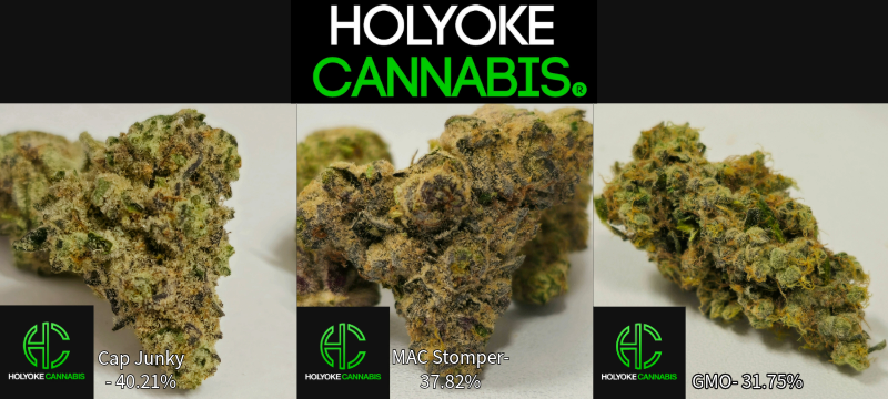Holyoke Cannabis Exclusive