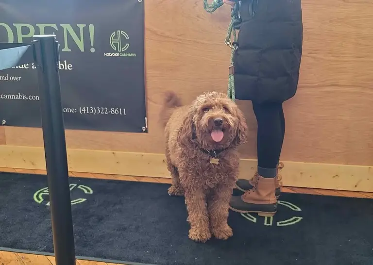 HolyokeCannabis Loves Dogs