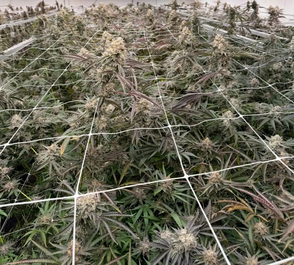 Cannabis canopy in the Holyoke Cannabis cultivation room — Massachusetts craft grow