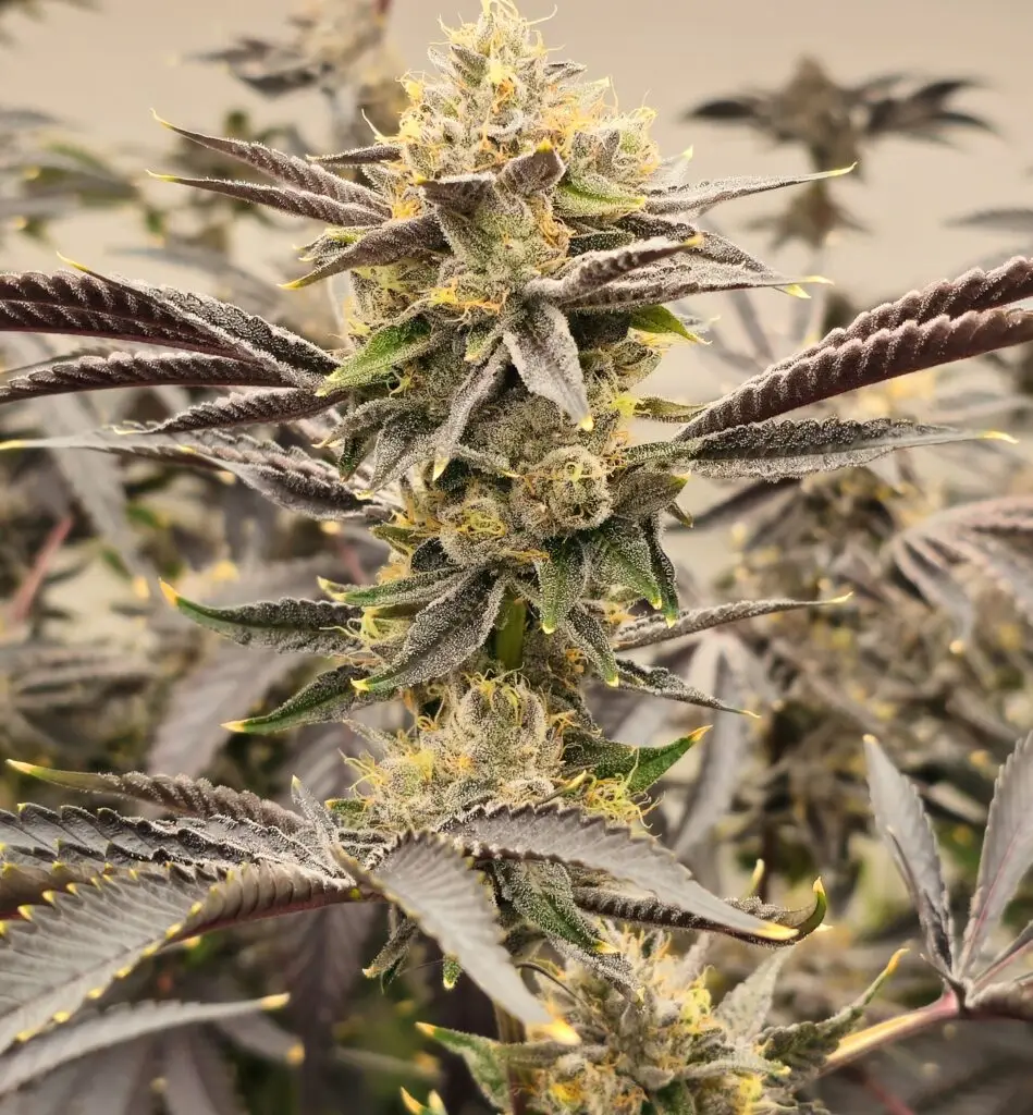 Cannabis flower grown at Holyoke Cannabis — Massachusetts craft cultivation