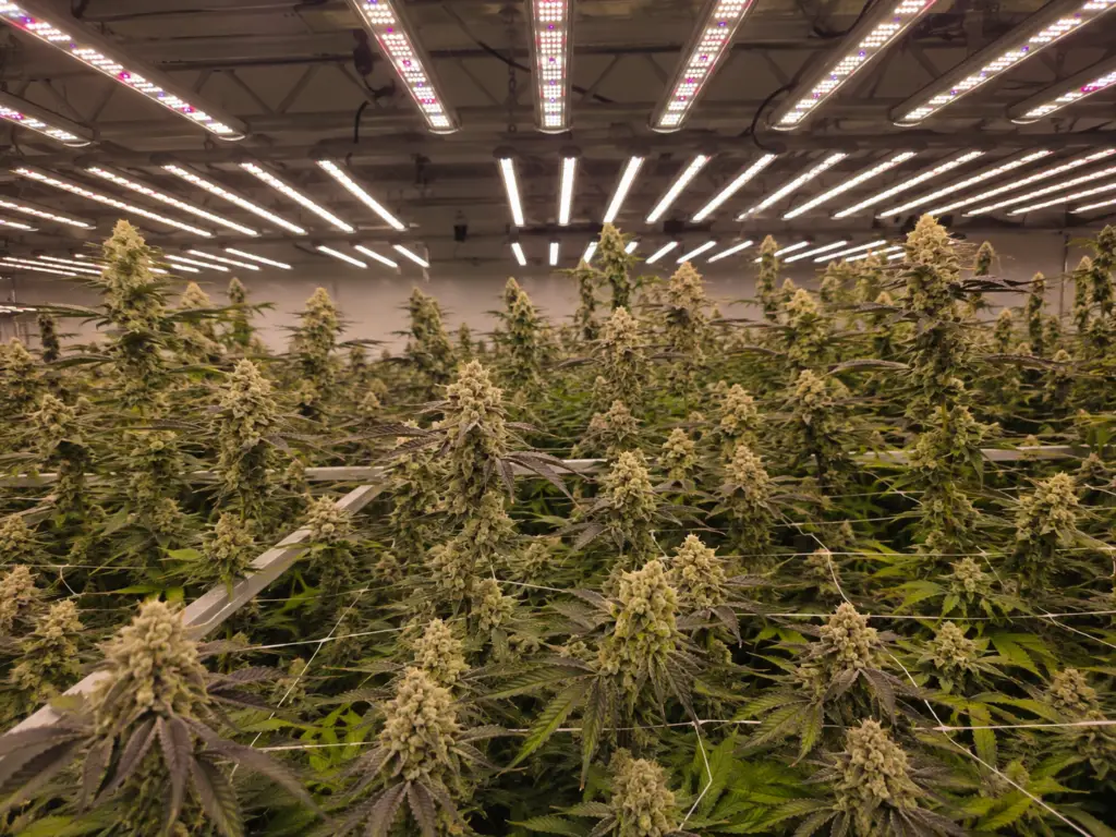 Inside the Holyoke Cannabis grow — craft-level cultivation in Massachusetts