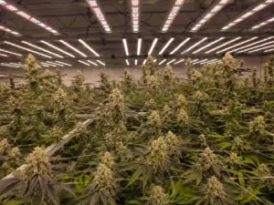 Inside the Holyoke Cannabis grow — craft-level cultivation in Massachusetts