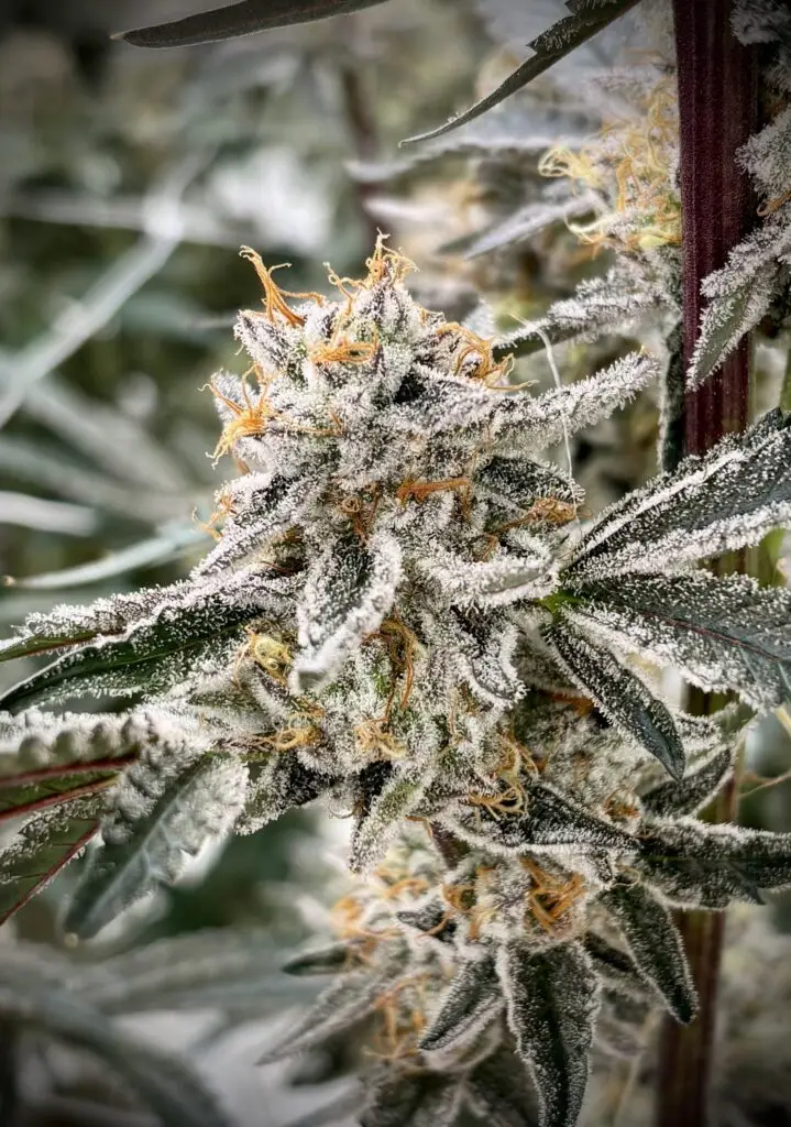 Trichome macro of cannabis grown at Holyoke Cannabis — craft cultivation, Massachusetts