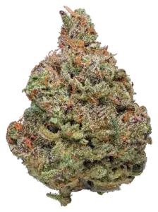 Afghani Kush strain flower at Holyoke Cannabis in Holyoke, MA