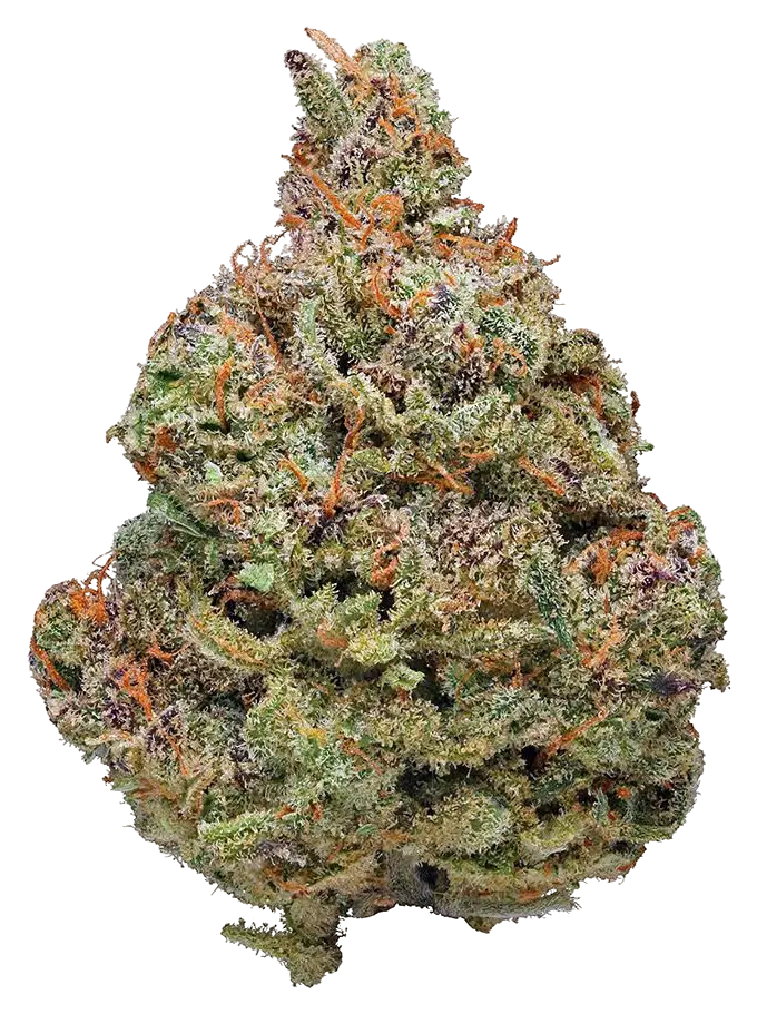 Afghani Kush strain flower at Holyoke Cannabis in Holyoke, MA